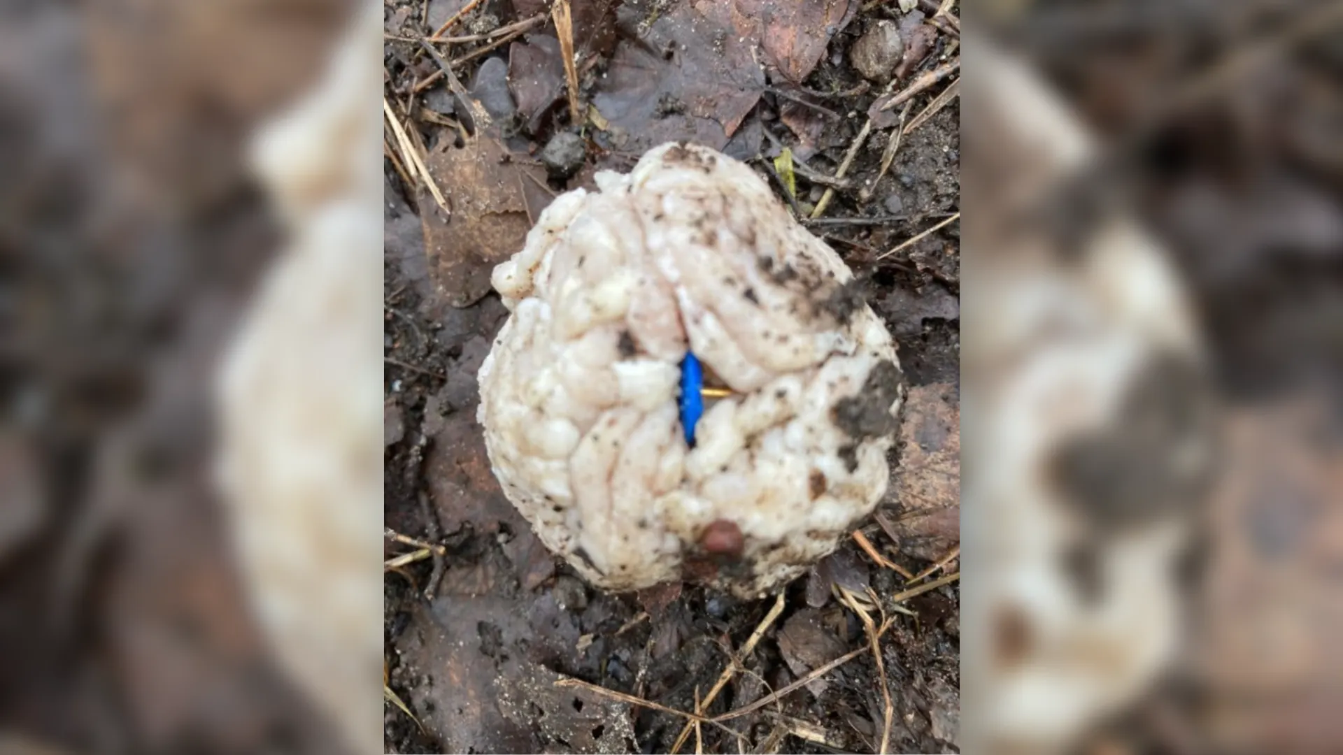 Hond eet gehaktballetje met punaises en overleeft dat net