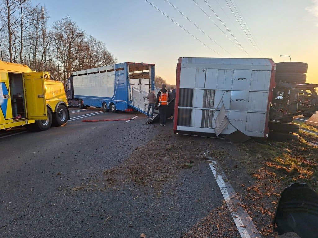 A18 weer open na ongeluk gekantelde vrachtwagen met koeien bij Didam