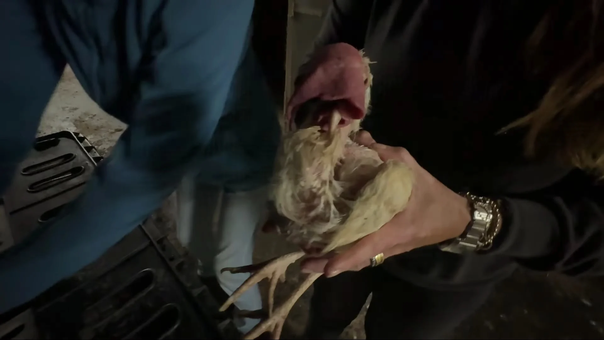 Schokkende undercoverbeelden: kippen verhongeren in stallen