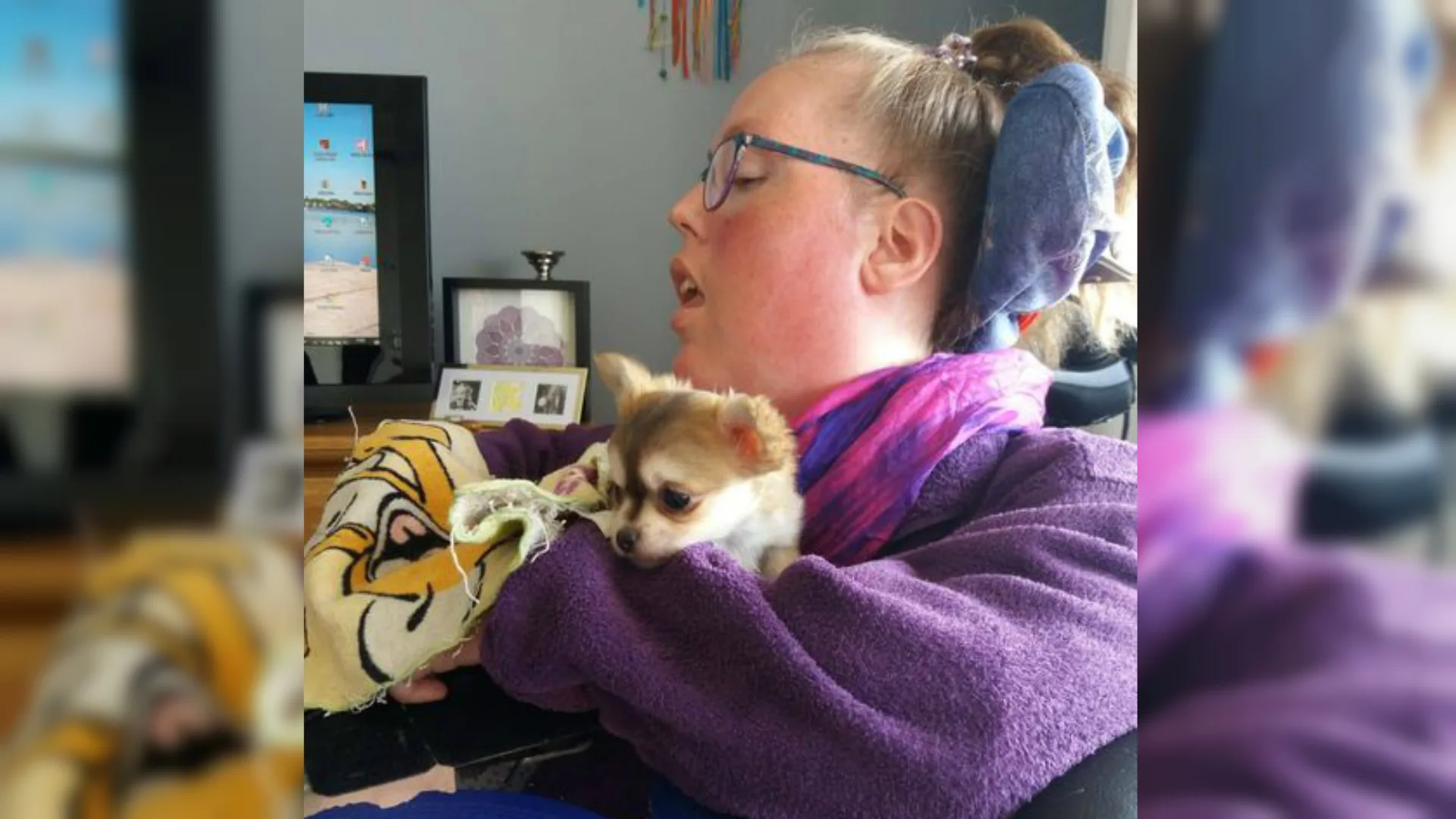 Berdien die chihuahua verscheurd zag worden heeft nieuw hondje dankzij donaties