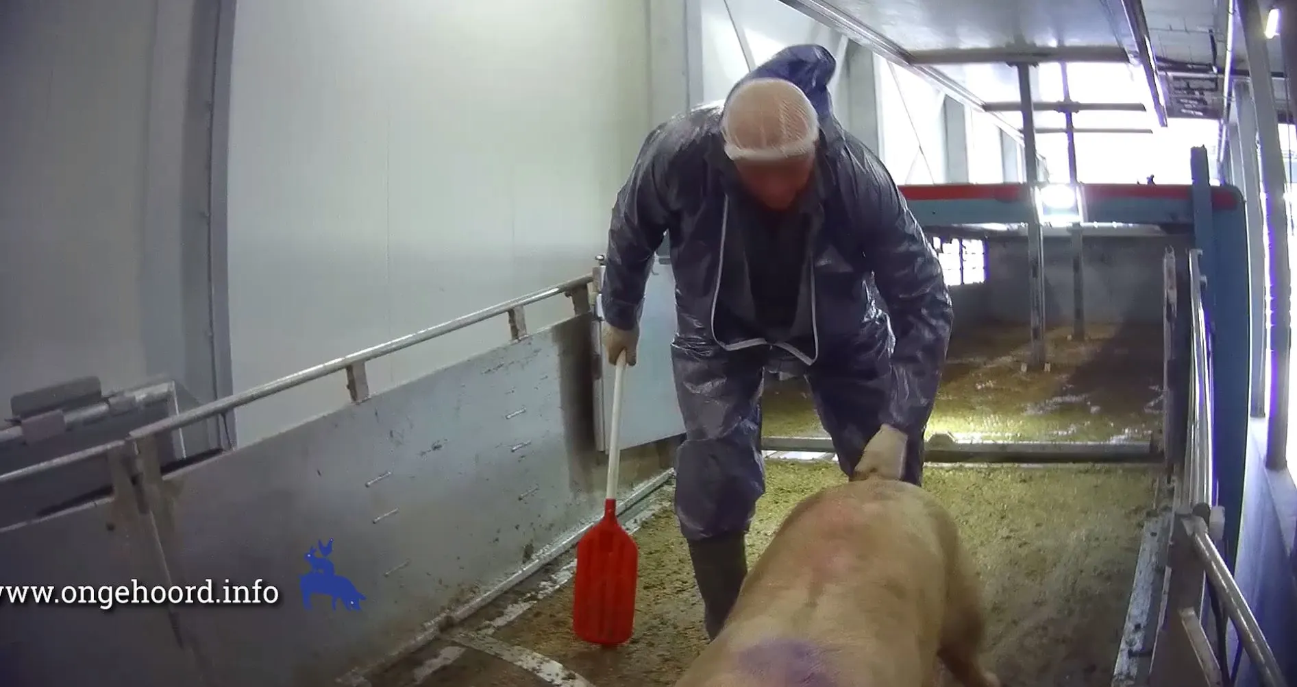 Schokkende beelden: varkens in slachthuis worden geslagen en aan staart getrokken