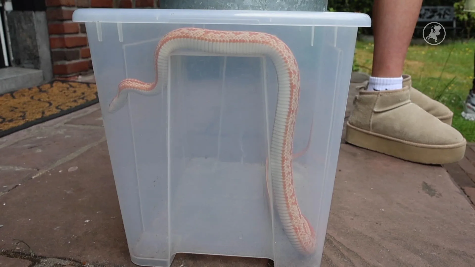 Kinderen vinden exotische rode wurgslang in Haagse voortuin