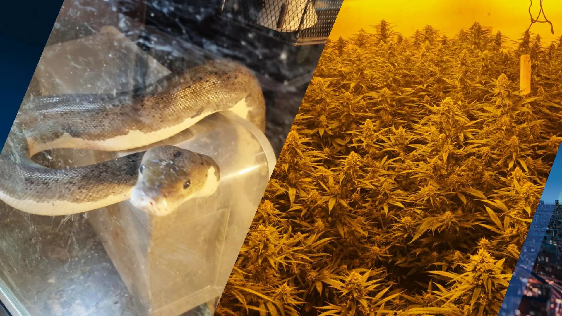 Hennepplanten en tientallen exotische slangen aangetroffen in woning 