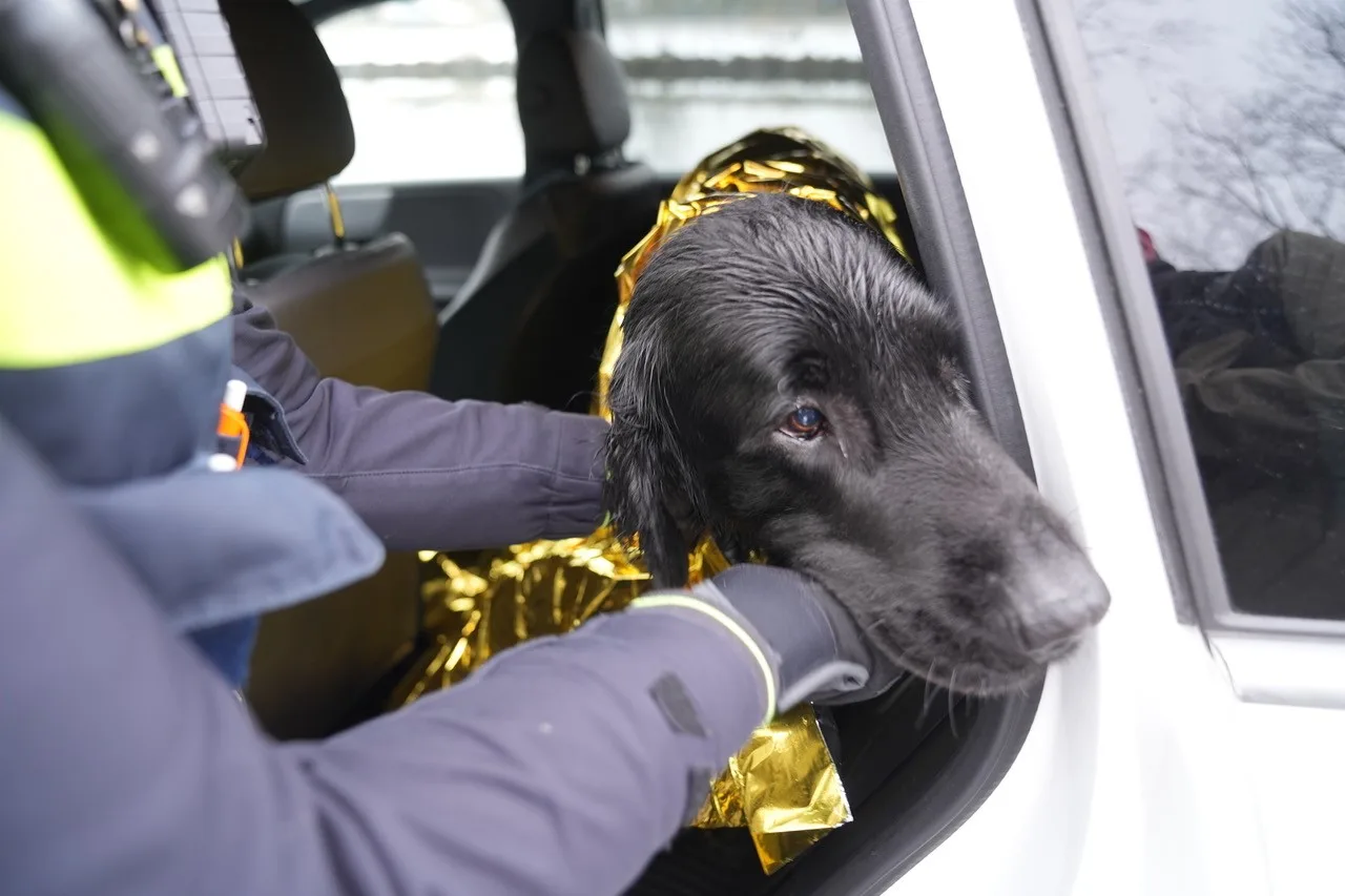 Hond gered uit kanaal in Weert, auto ligt op zijn kant naast water