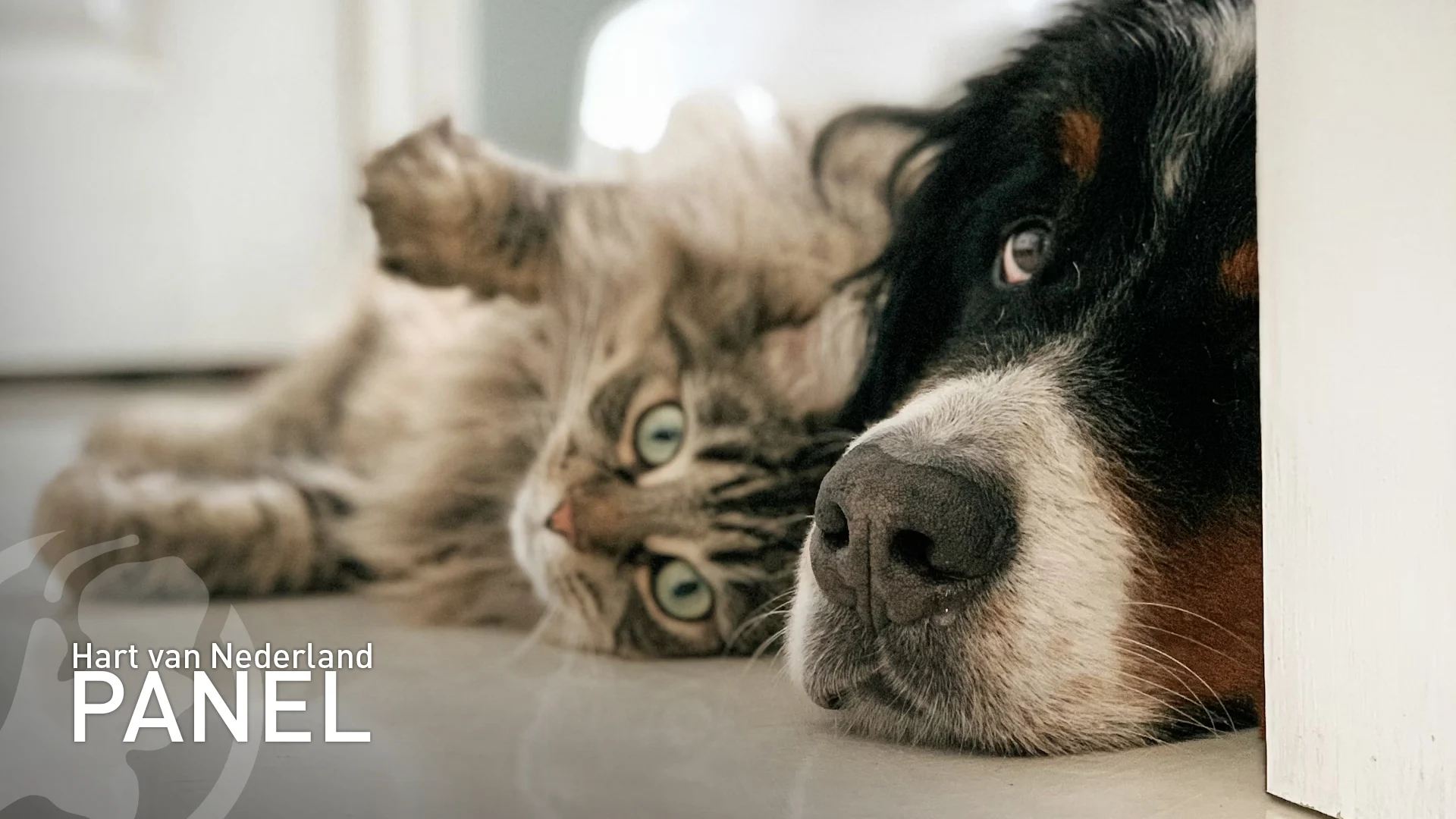 Minder Nederlanders hebben huisdieren, maar deze dieren blijven het populairst