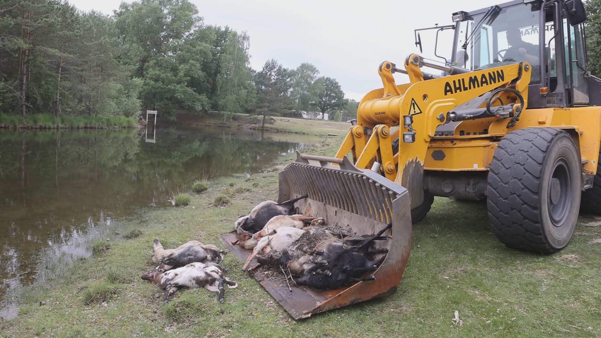 Grote verslagenheid bij kinderboerderij in Rosmalen: honden bijten zestien schapen dood