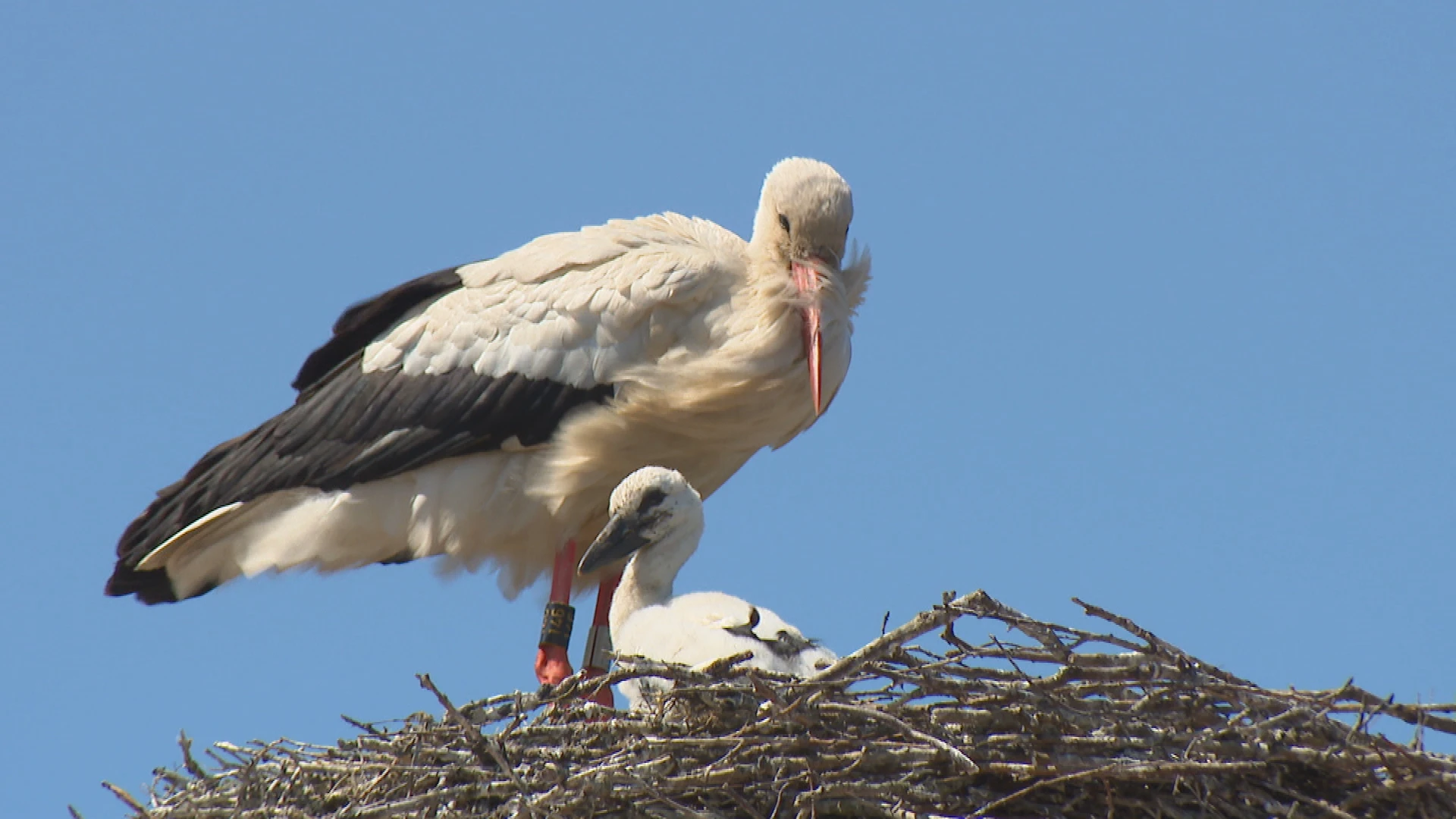 Ooievaars teisteren Blokzijl: 'Wordt dezelfde discussie als met de wolf'