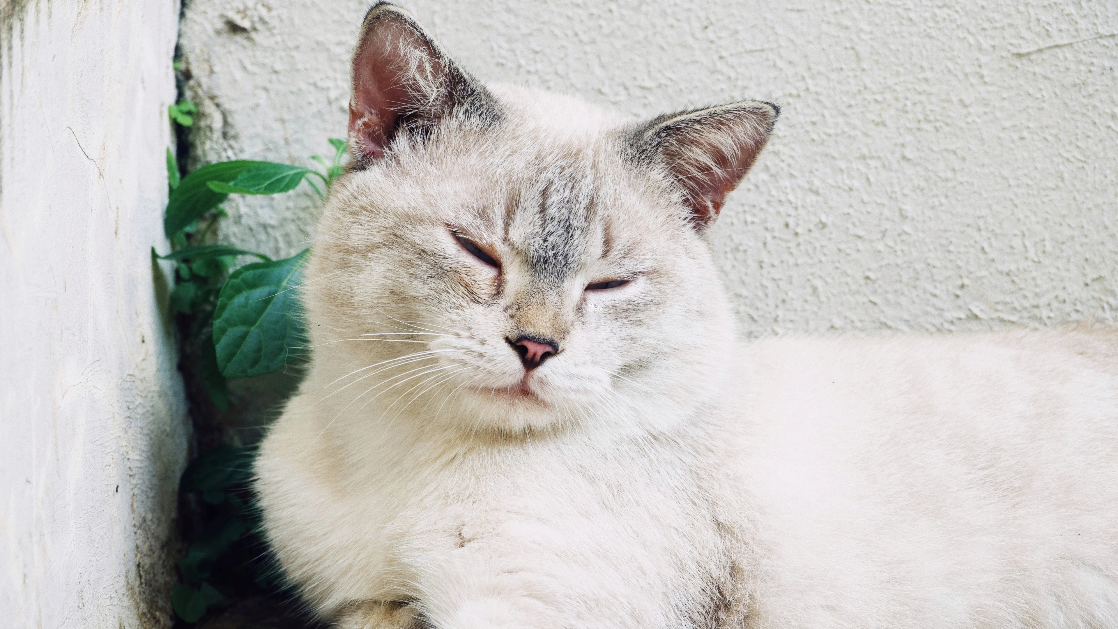 Kat vermist en komt maar niet terug, wat moet je doen?