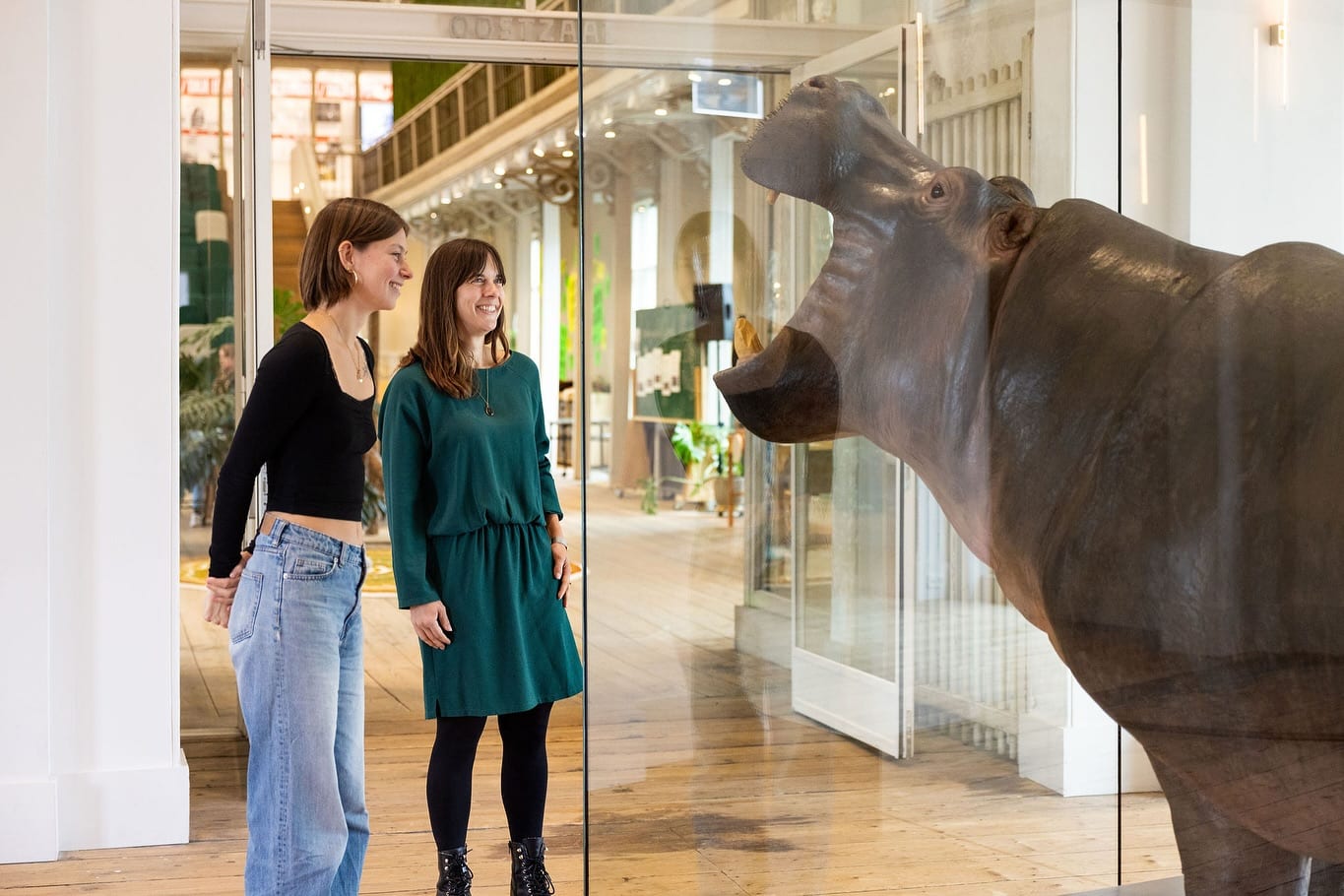 Nijlpaard Tanja keert in opgezette vorm terug in dierentuin ARTIS