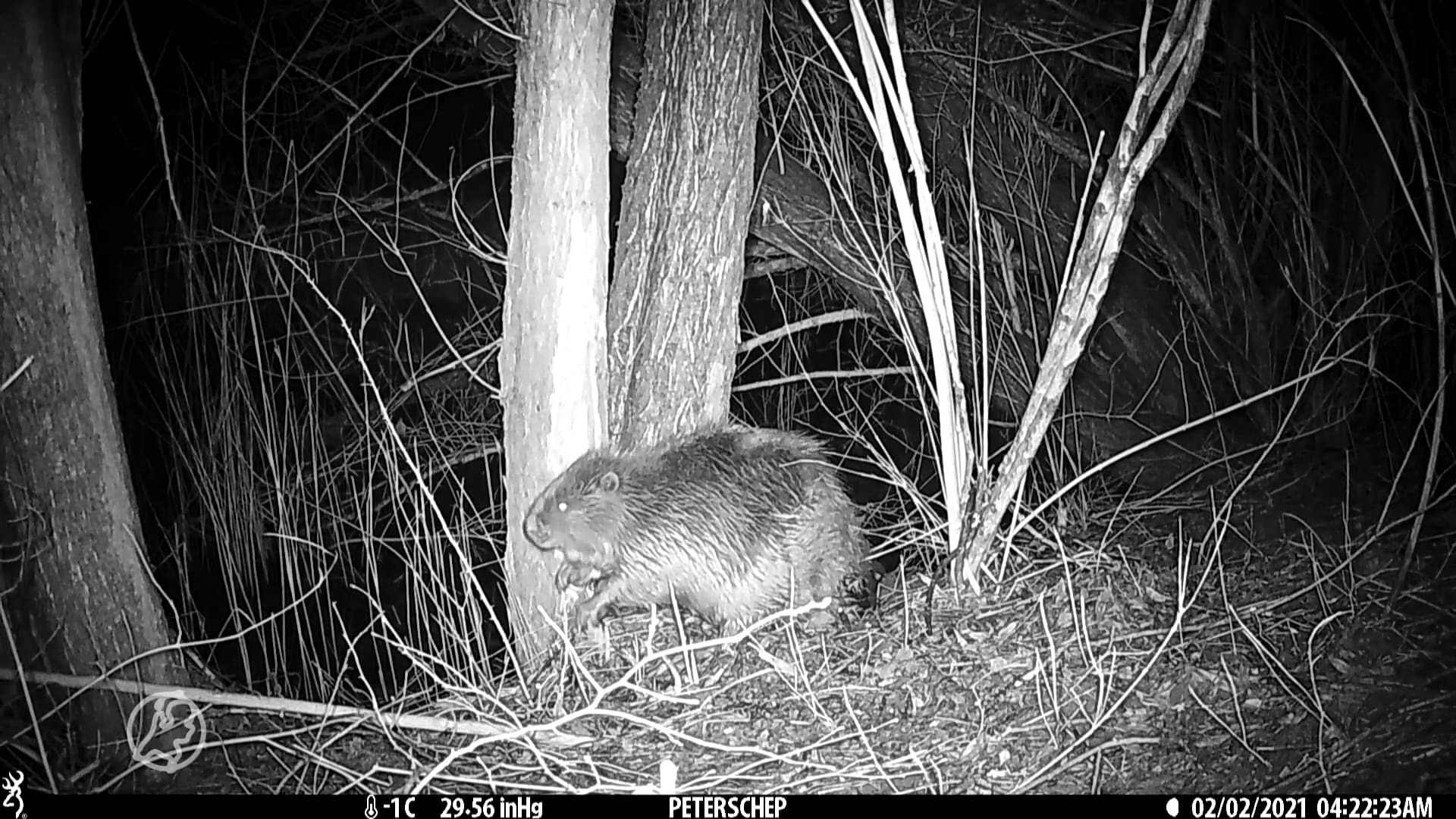 Wildcamera spot bever in Zoetermeer: 'Heel bijzonder, bever was uitgestorven'