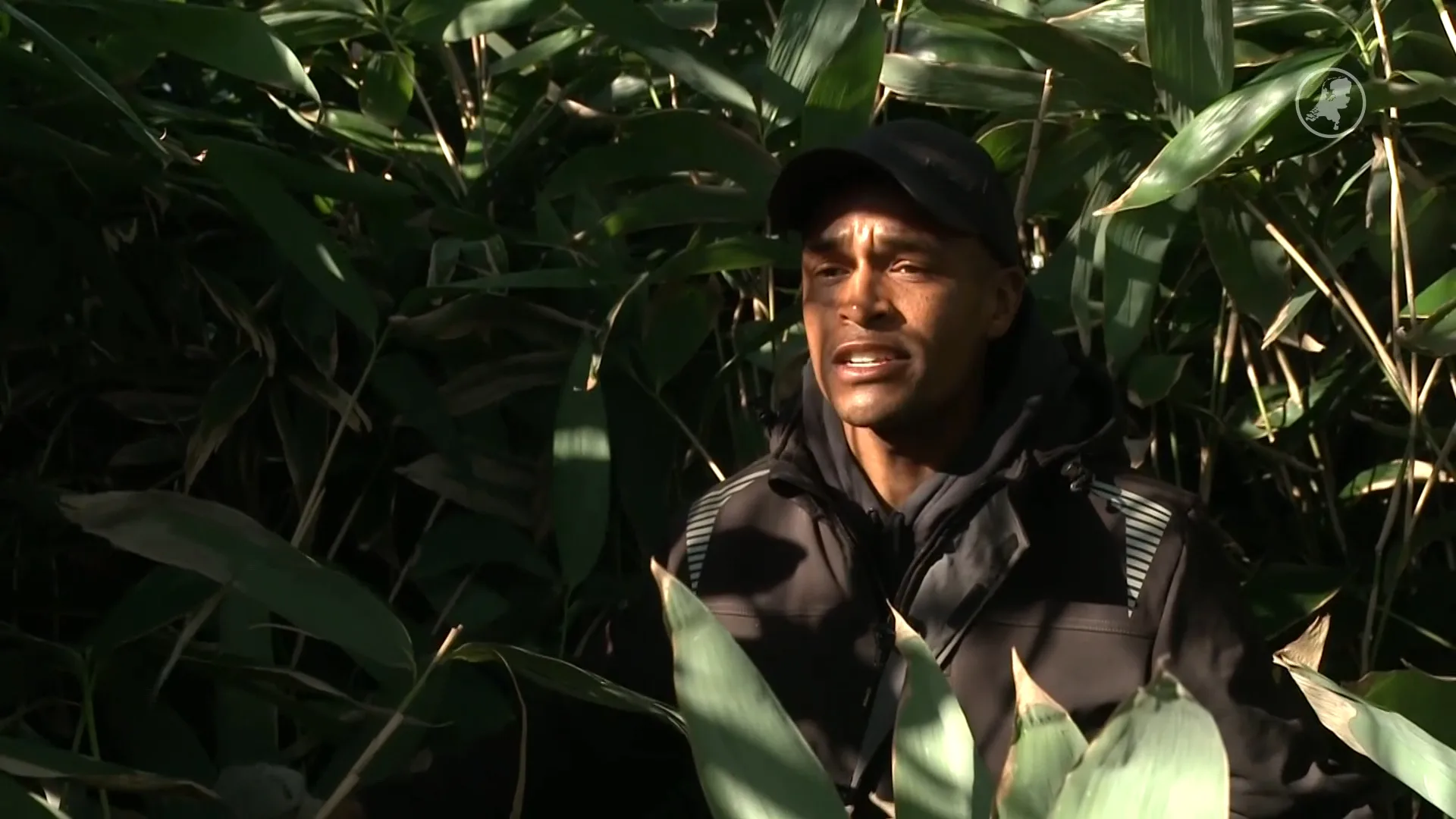 Van een grote bamboejungle naar een mooie tuin: hovenier Son helpt gratis