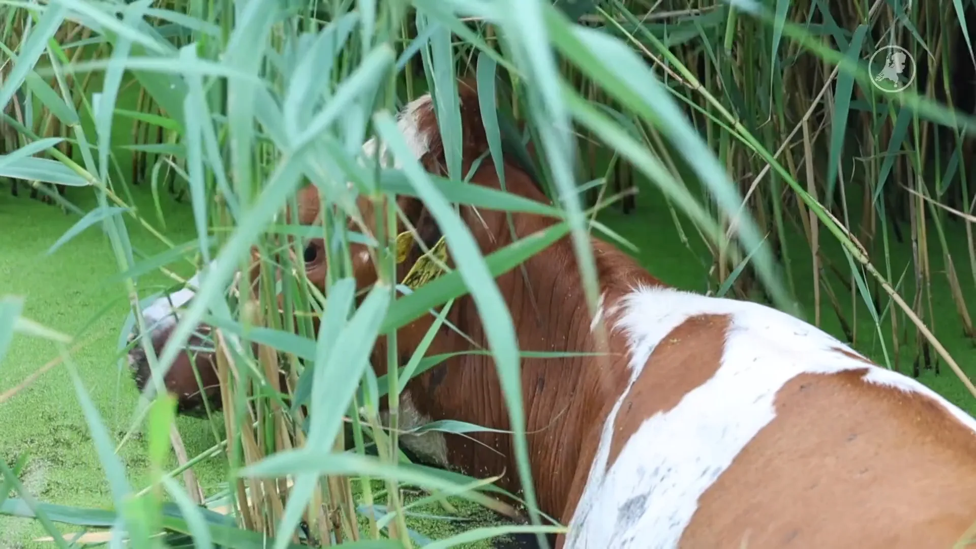 Boer en brandweerman redden koe uit sloot in Delft