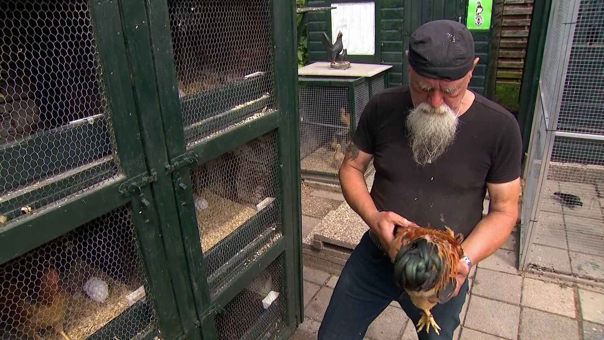 Huis van Kees gaat plat maar waar moet hij dan wonen met zijn kipjes?