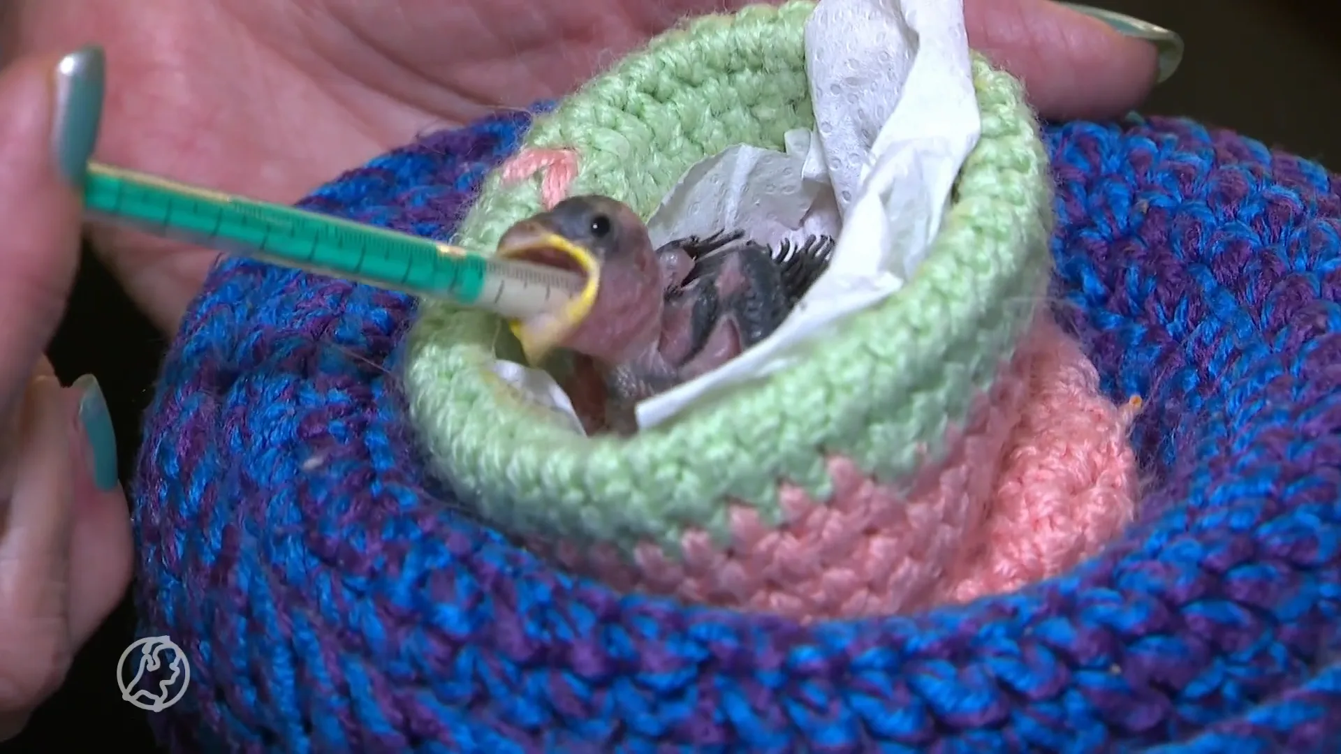 Broedseizoen van start, drukte bij vogelopvang: 'Vaak moet je het vogeltje laten liggen'