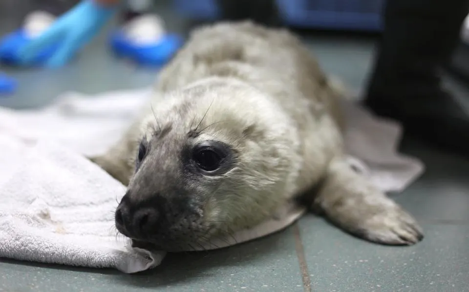 Eerste zeehondenpup gevonden op Terschelling: 'Juist nu hebben de pups hun moeder nodig'