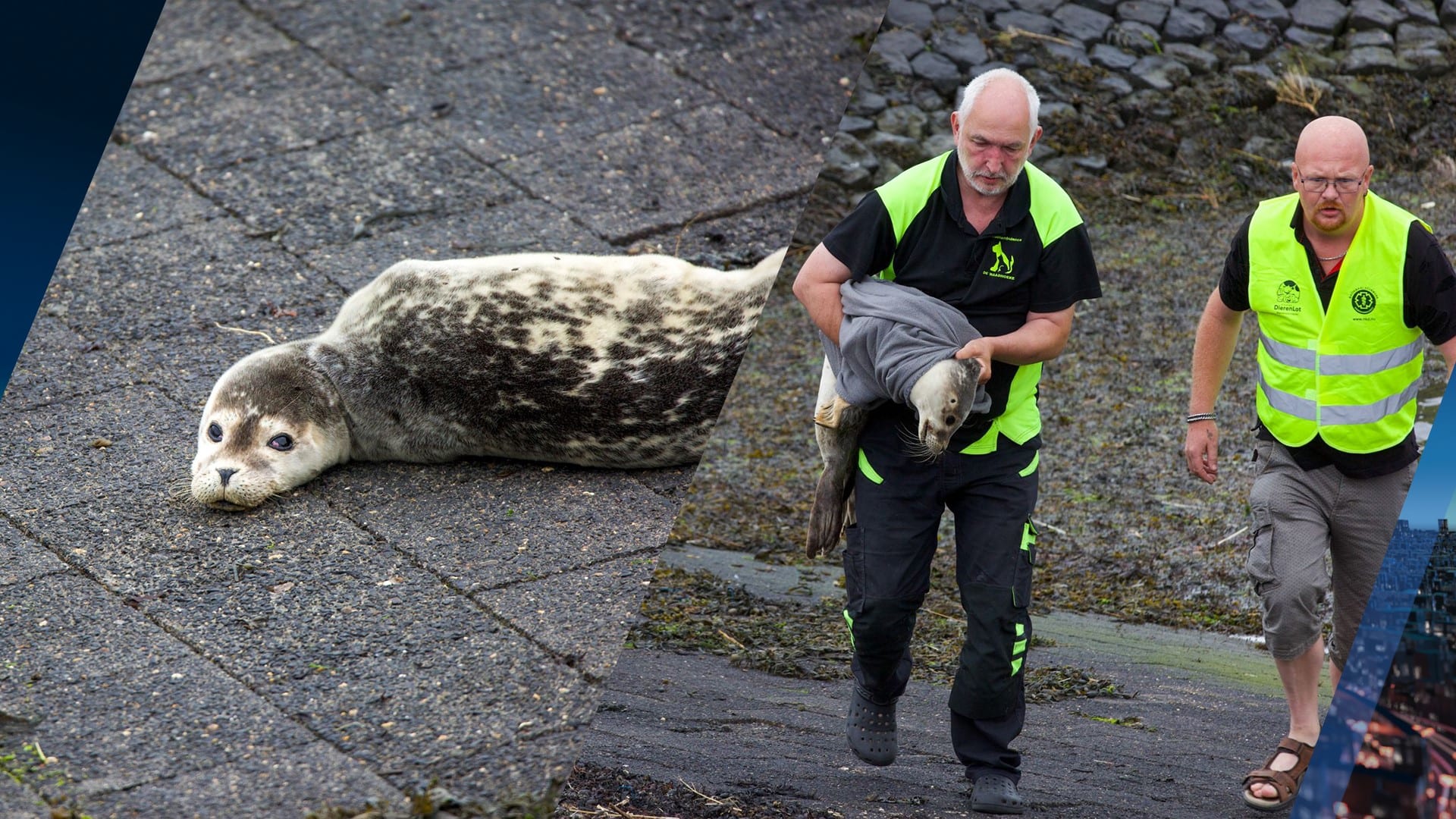 ZIEN: aangespoelde huiler gevonden bij haven Harlingen
