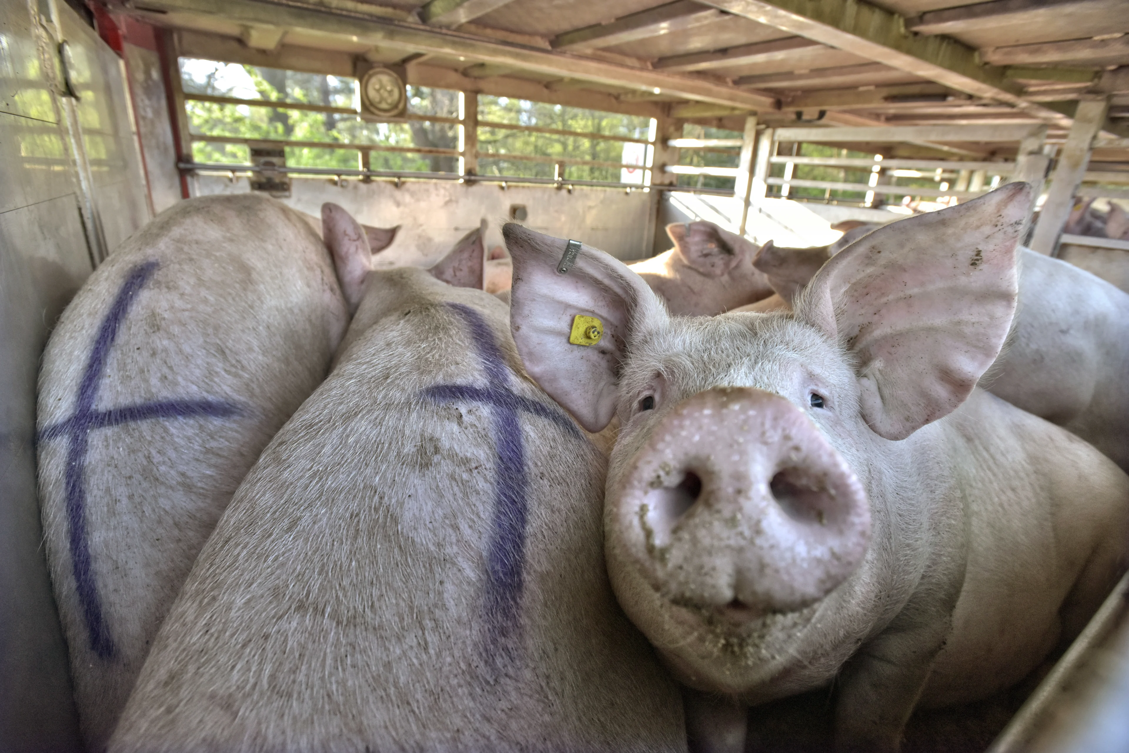 Kamer: diertransport bij meer dan 30 graden moet verboden worden