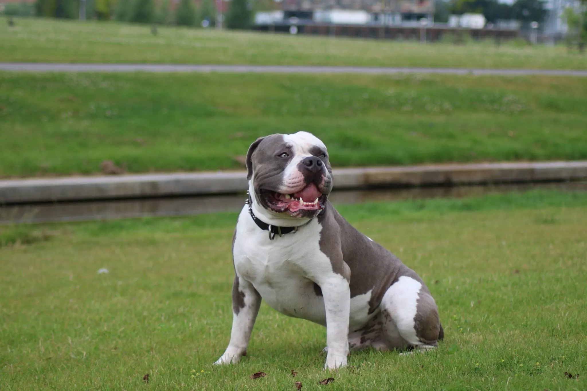 Baasje van in beslag genomen hond Mr. Bigg na vermoedelijke mishandeling: 'Ik zou hem nooit wat aandoen'