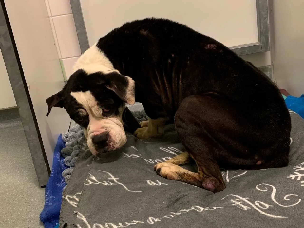 Hond Vida blijkt 'ernstig verwaarloosd': levenslang pijnstillers nodig