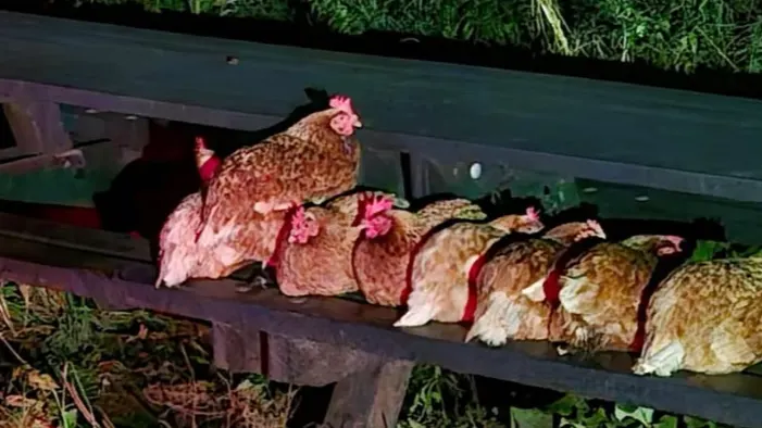 Kippen gedumpt op bankje, 4 overleden