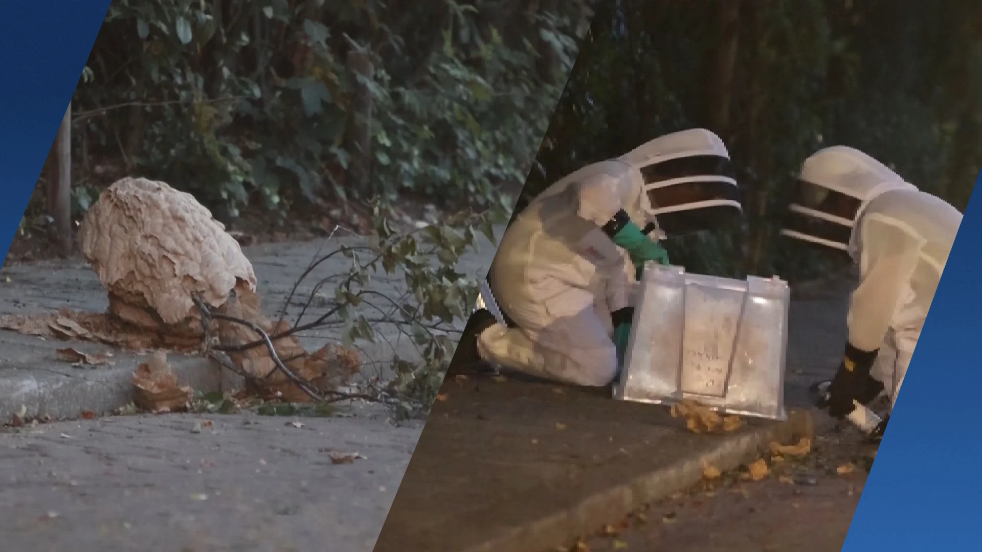 Nest Aziatische hoornaars valt op stoep in Den Bosch: 'Kan een kind doodsteken'