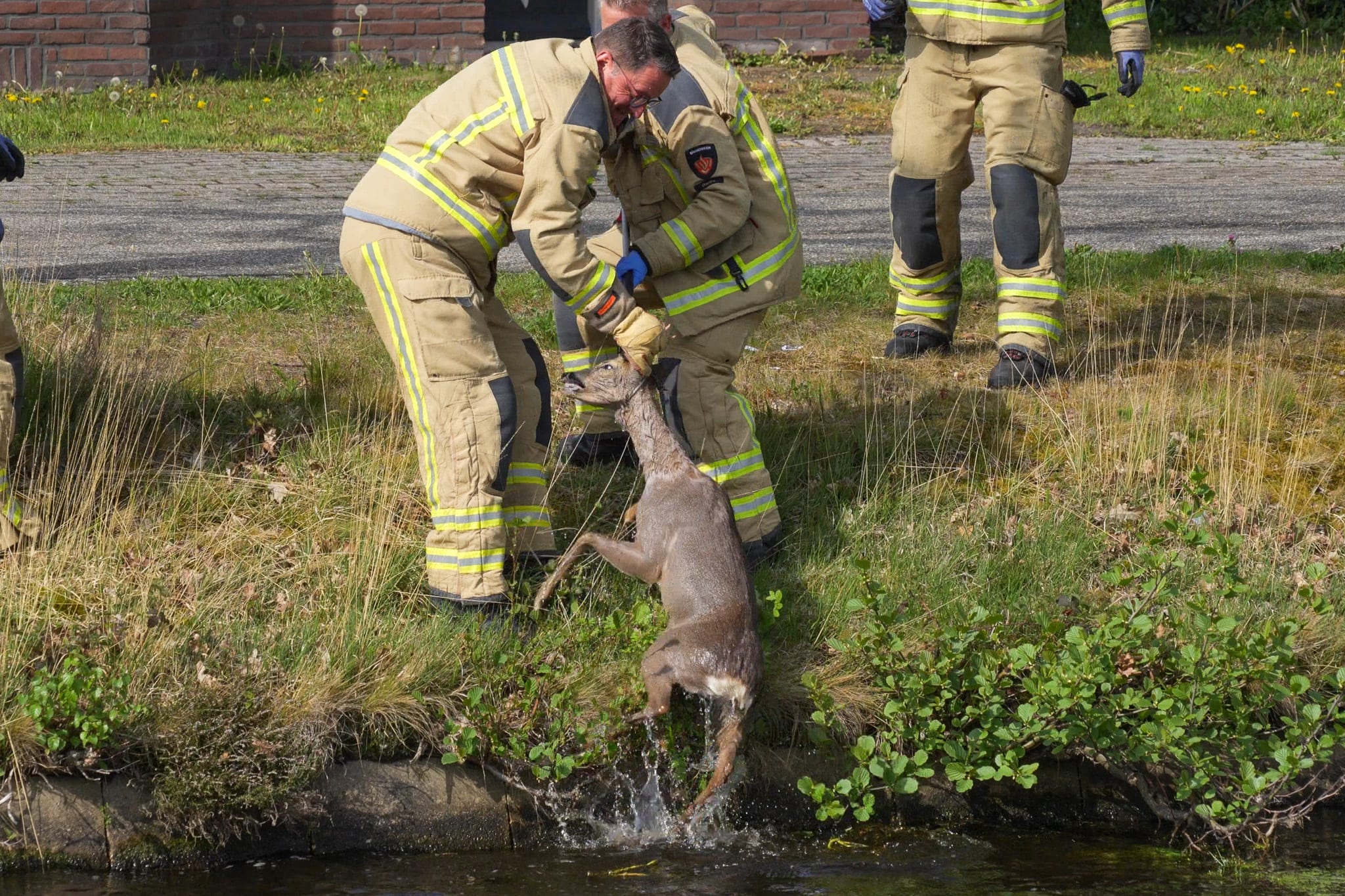Brandweer redt zwemmend reetje uit kanaal in Assen
