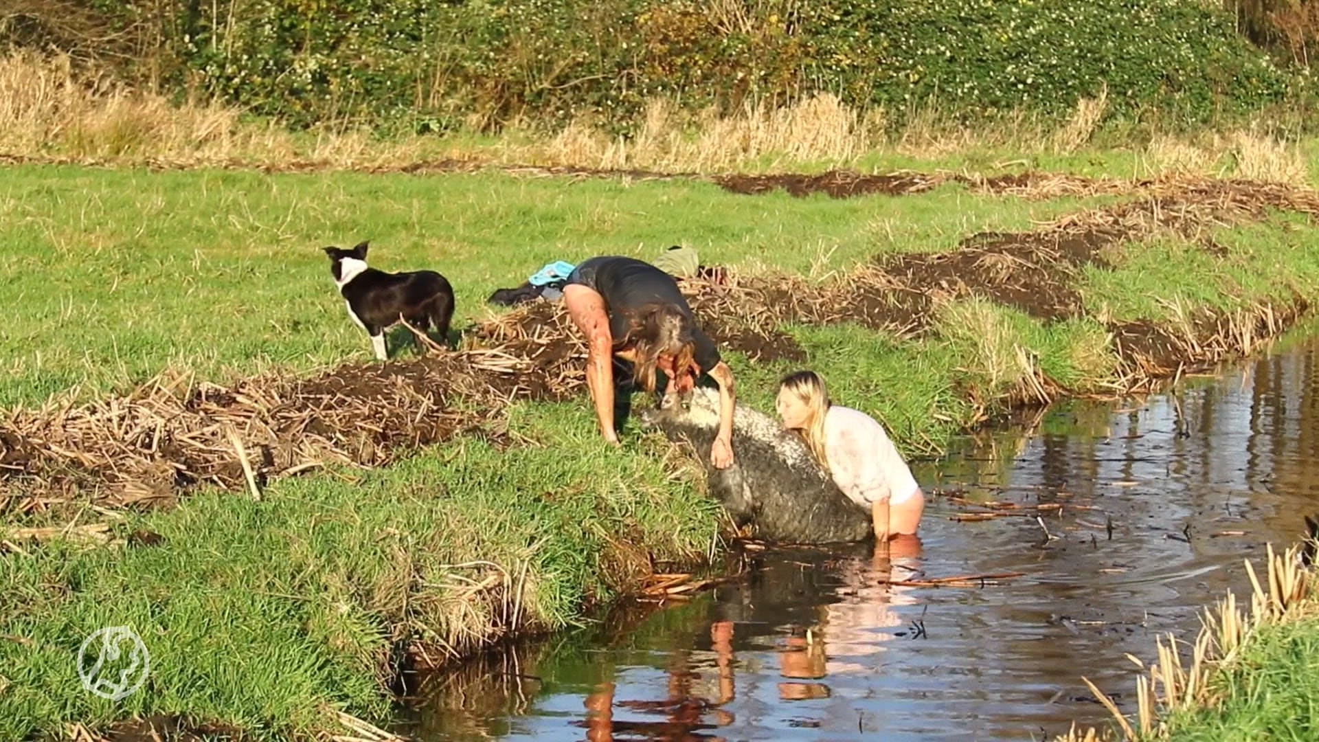 Vrouwen springen ijskoude sloot in om schapen te redden