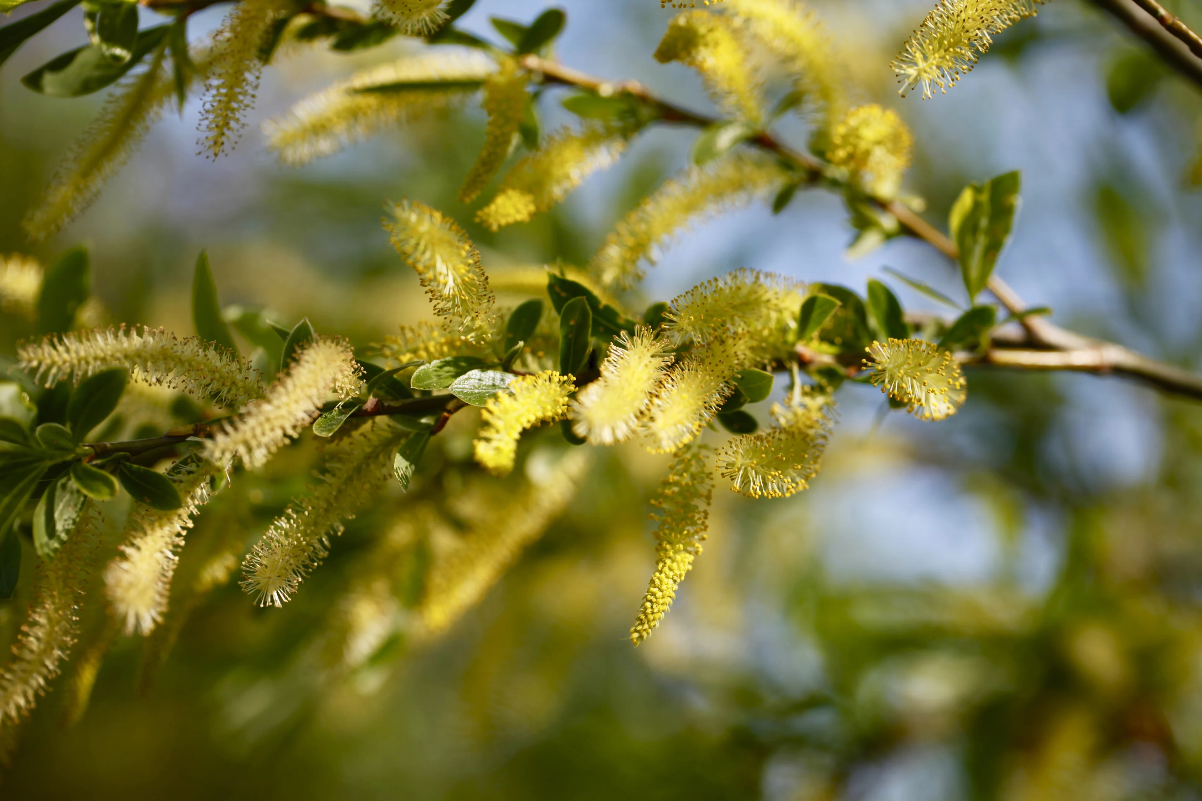 Slecht nieuws voor hooikoortspatiënten: hoge concentratie graspollen zorgt voor piek