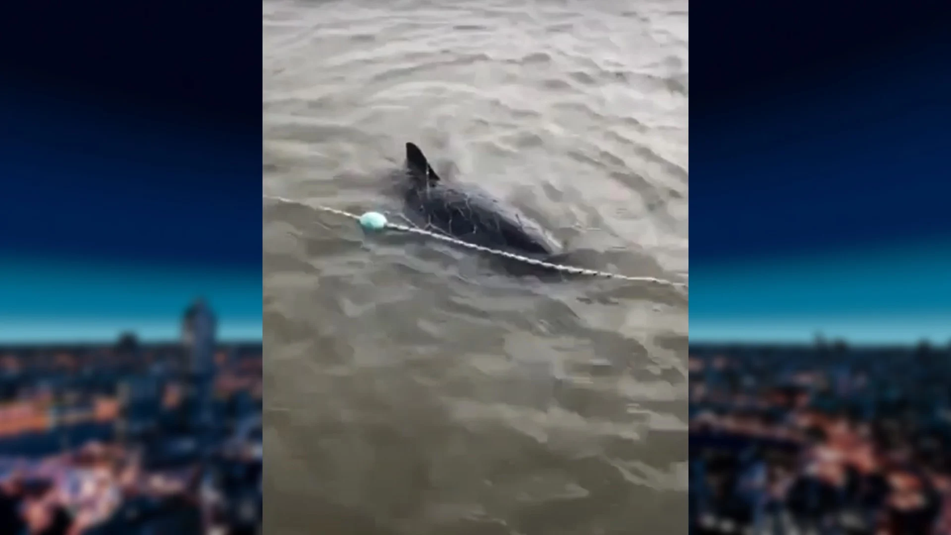 In vissersnet verstrikte bruinvis gered van verdrinkingsdood