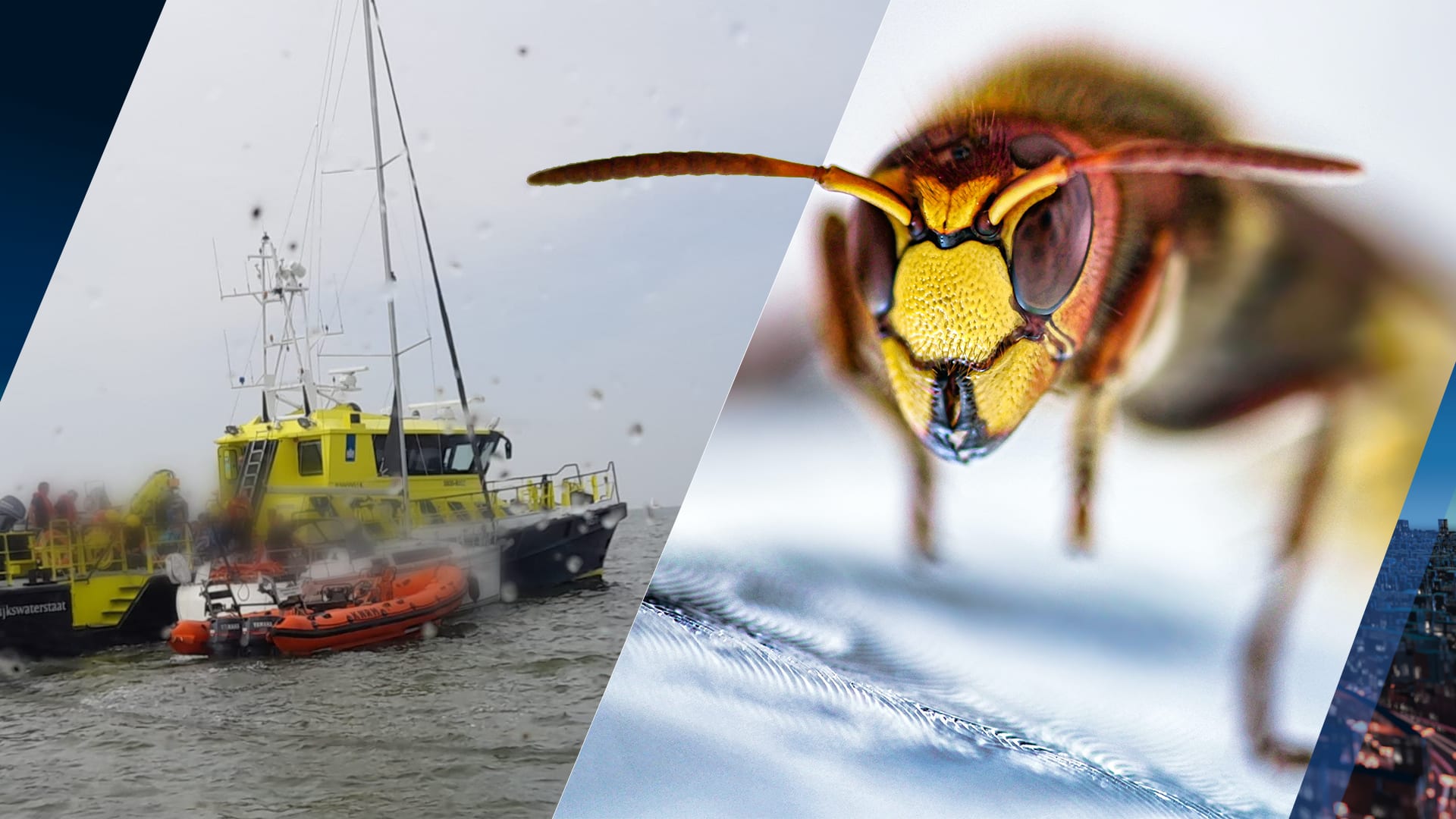 Man overleden na wespensteek op IJsselmeer