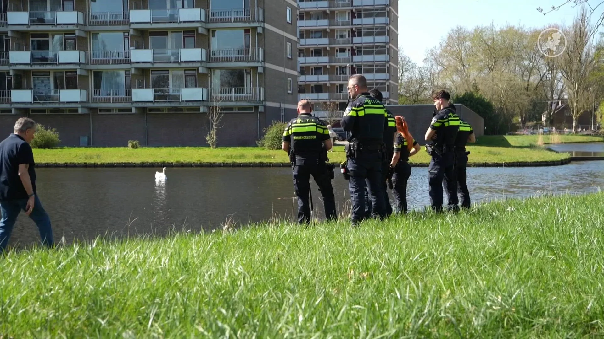 Hond gered uit vijver in Rotterdam na achtervolging op zwanen