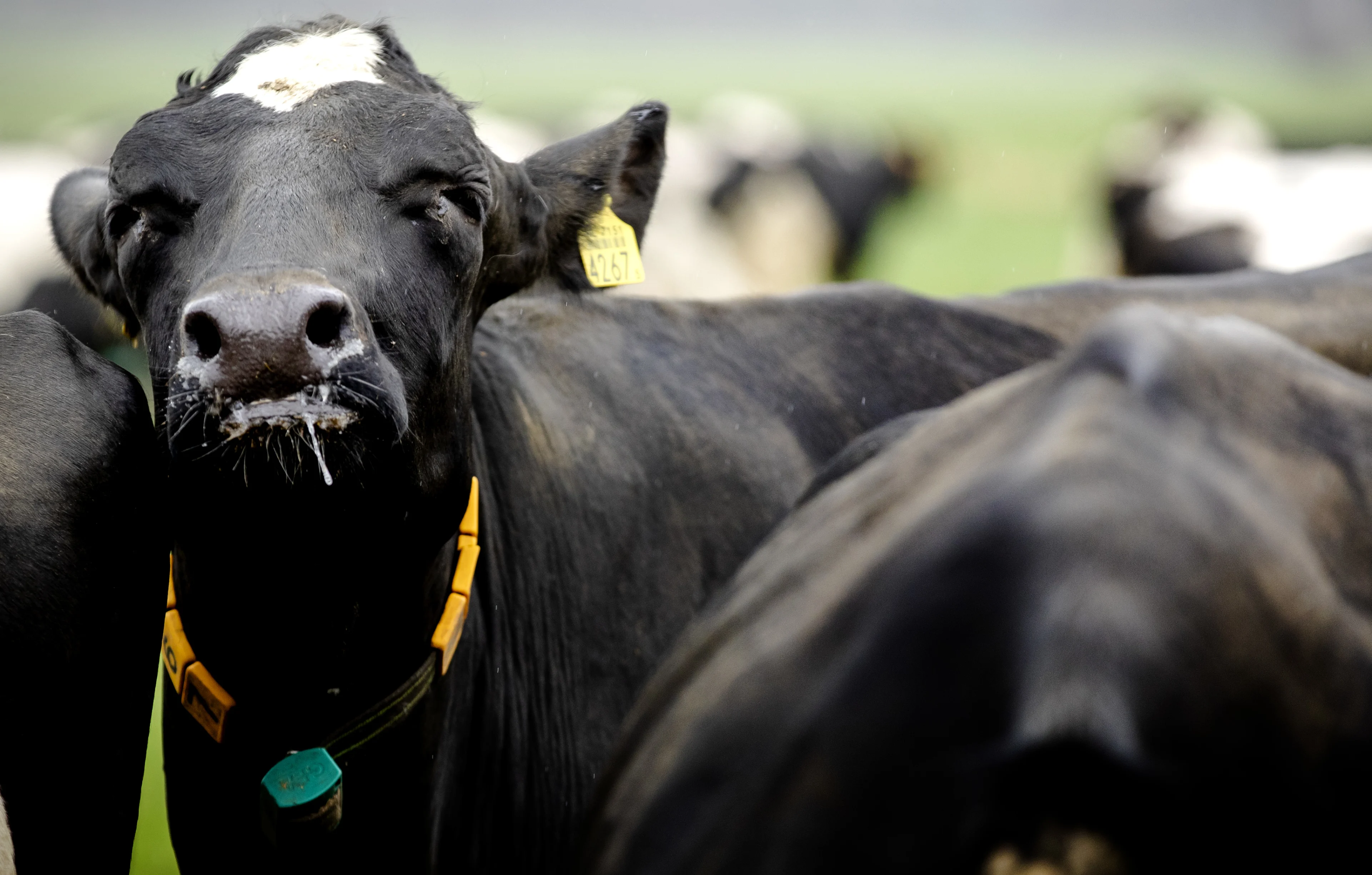'Honderden miljoenen om boeren uit te kopen of te verduurzamen'
