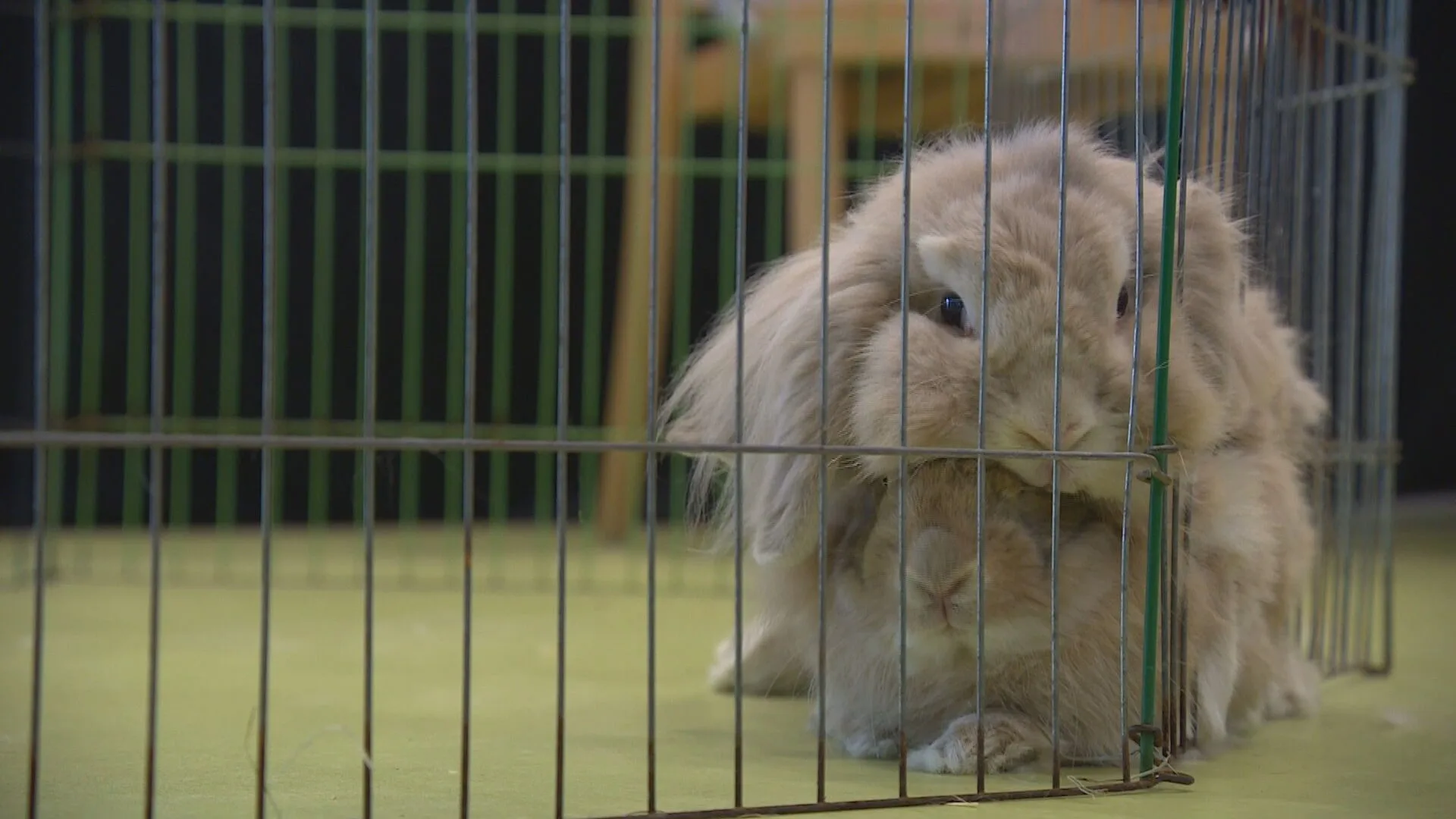 Konijn zoekt konijn: asiel in Amersfoort organiseert speeddate