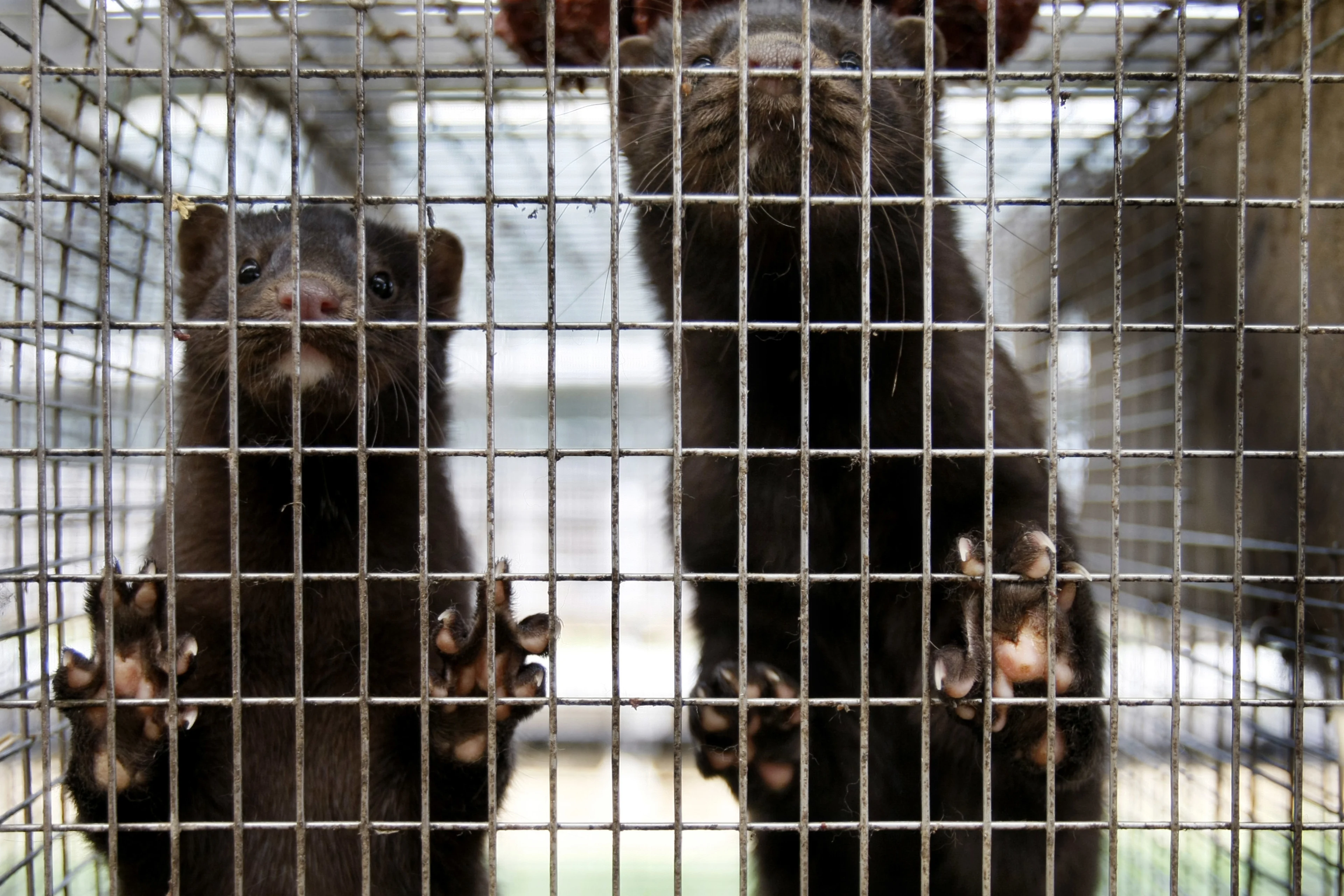 Weer twee nertsenbedrijven besmet met coronavirus, nertsen moeten worden gedood