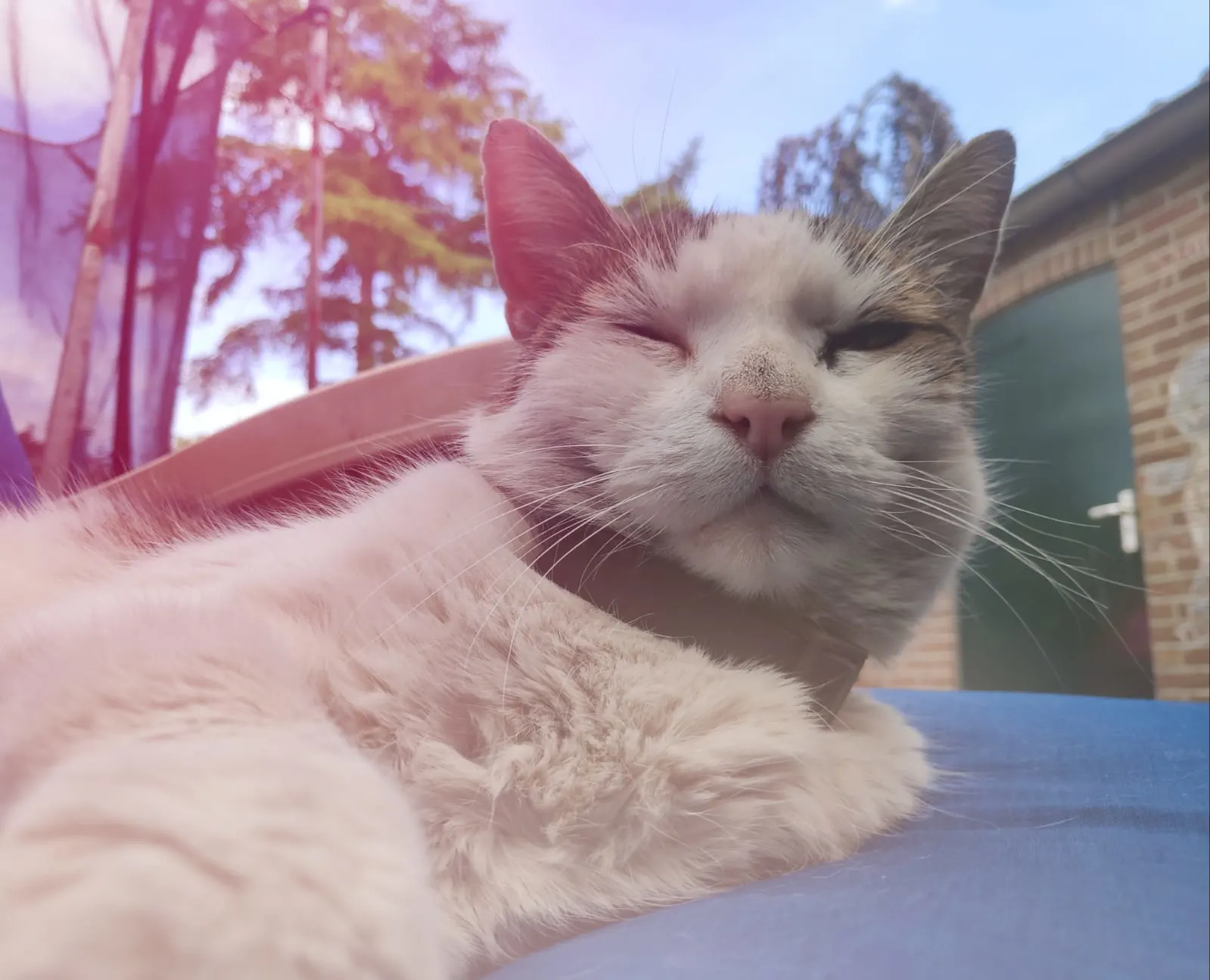 Kat Angel (12) doorboord met kogel uit luchtbuks, baasjes ontredderd