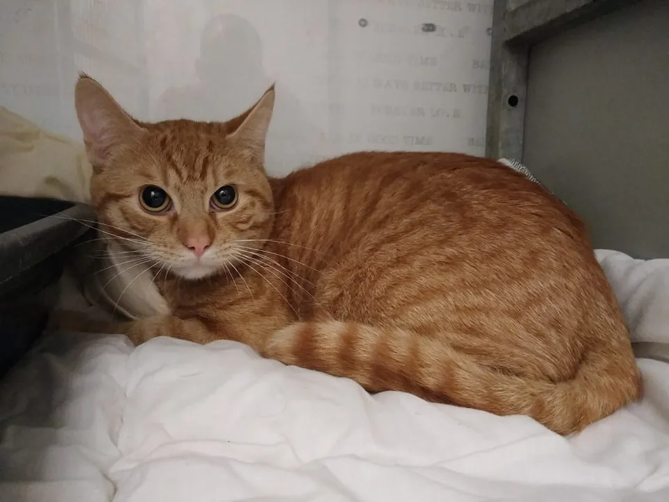 Dierenambulance Alphen vindt kat in dichtgetapete kattenbak