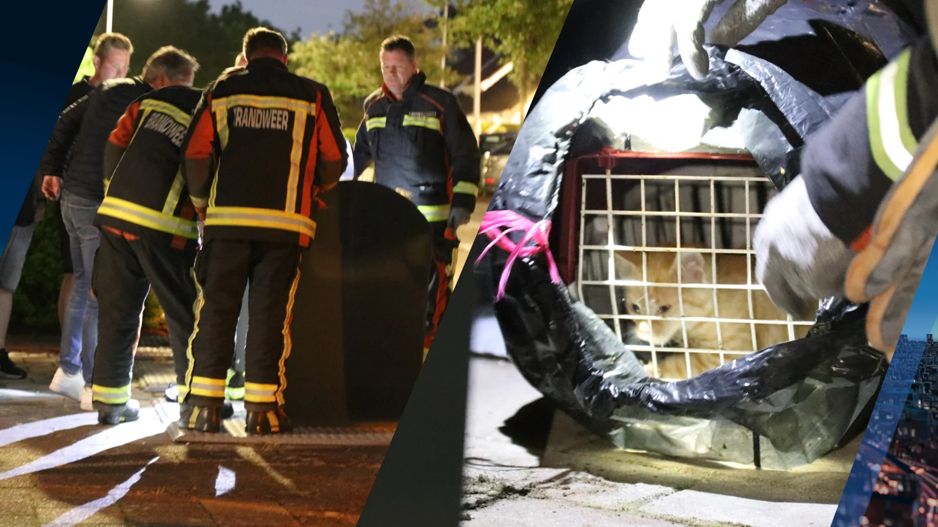 Jong katje gedumpt in vuilcontainer, gered dankzij droevig miauwen