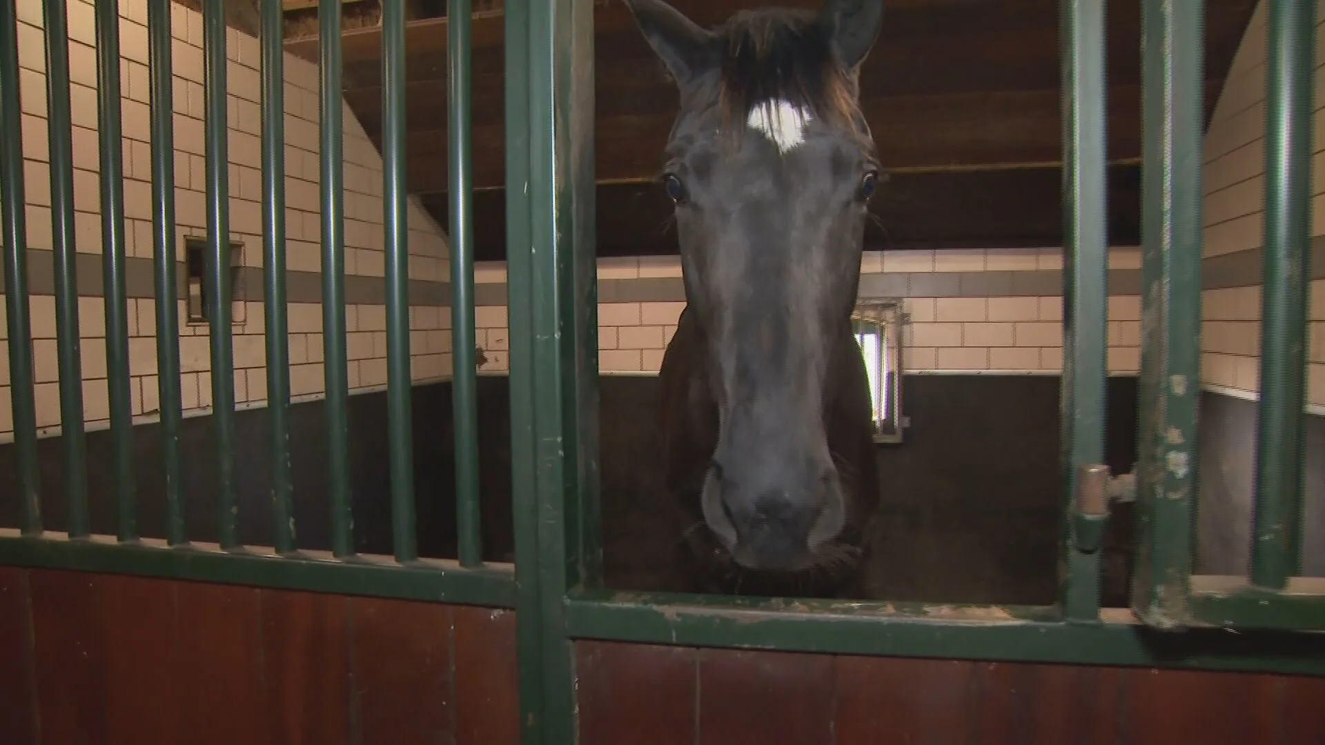 Paarden dood, ziek of kwijt: eigenaren starten zaak tegen misstanden bij opfokstal