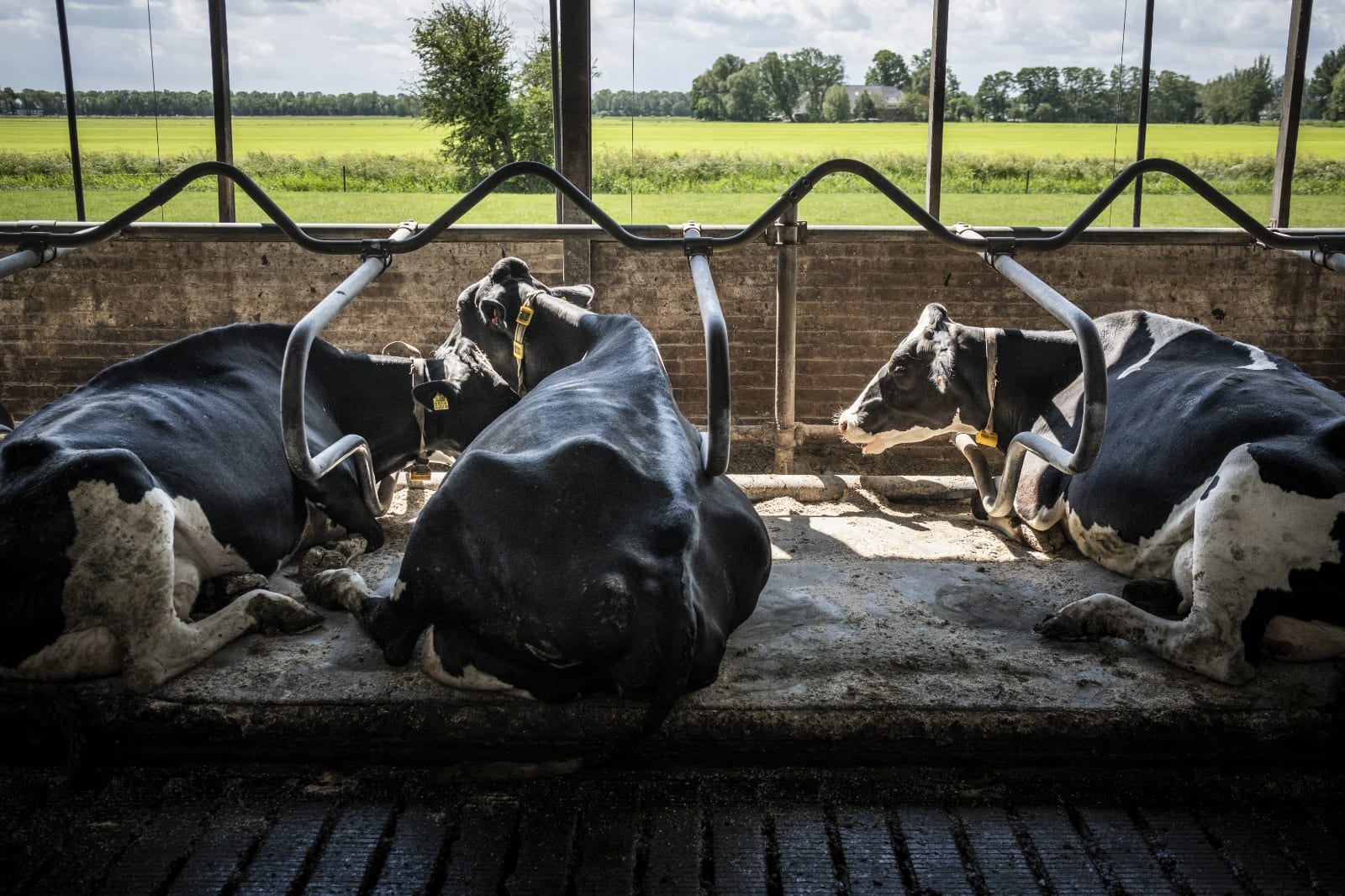 Uitkoop grote stikstofuitstoters kan beginnen, Brussel keurt plan goed