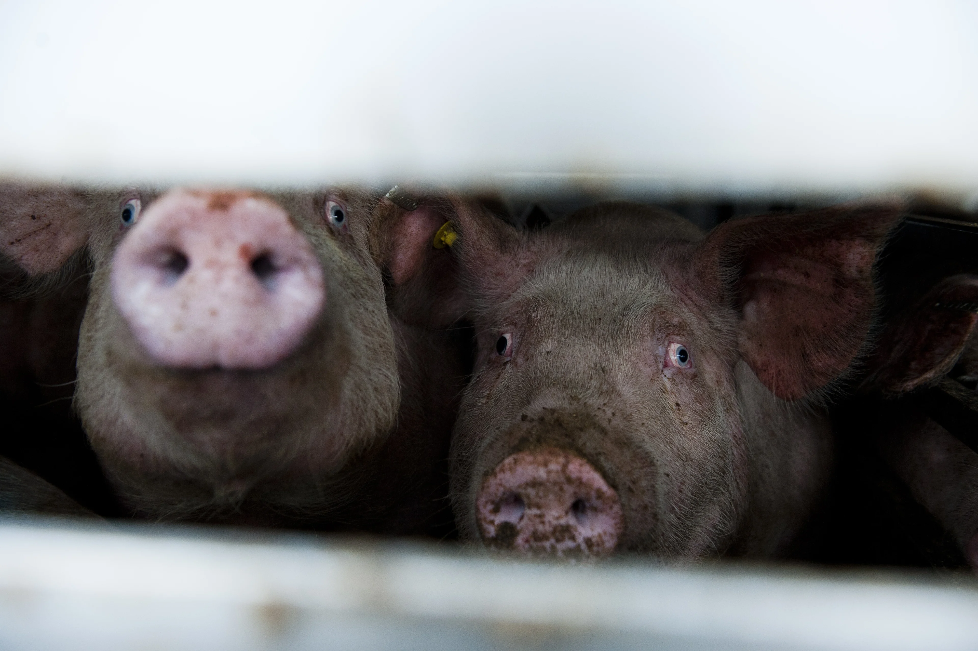 Ministerie verwacht nog dit jaar verbod stroomstoten in veehandel