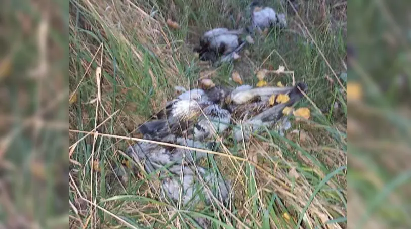 Negen duiven gevonden met omgedraaide nekjes en afgeknipte poten