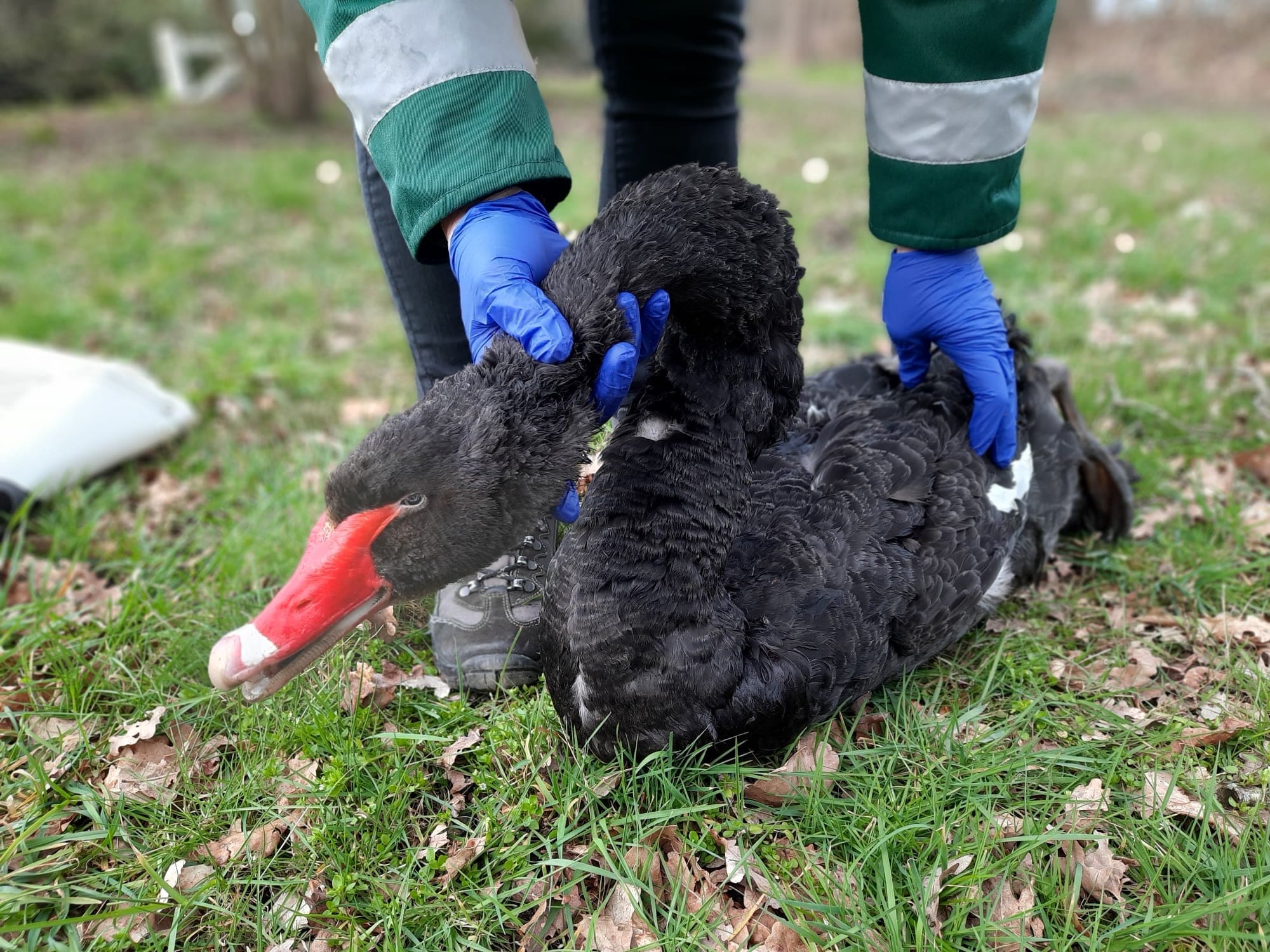 Zwaan Zorro doodgebeten door hond: 'Hou honden aan de lijn tijdens broedseizoen'