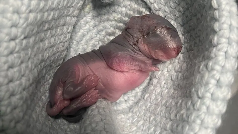 Aangereden zwanger konijn bevalt langs weg: één baby overleeft