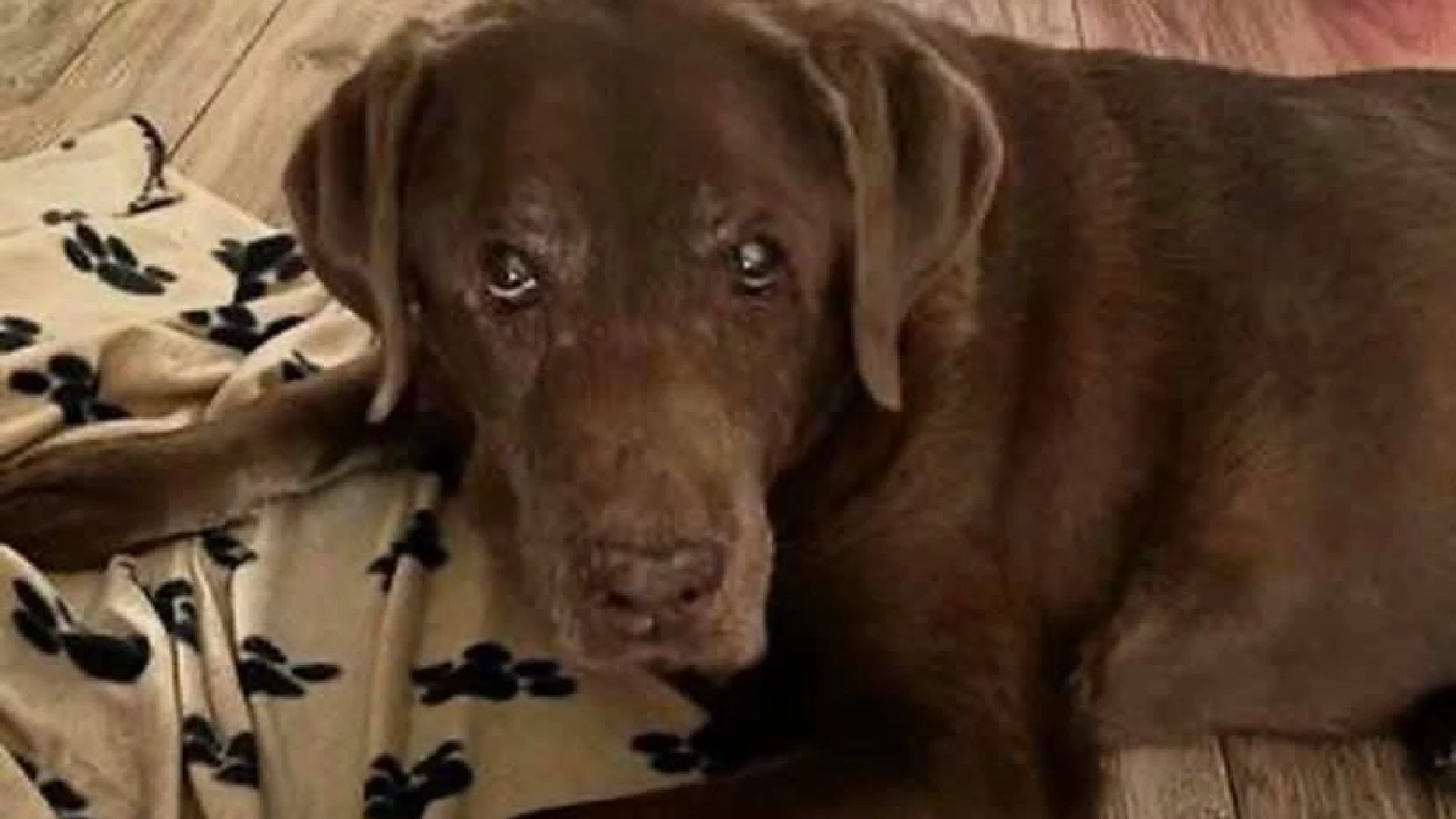 Hond Gino werd aangereden en 'vloog enkele meters door de lucht', agent doet oproep aan doorrijder