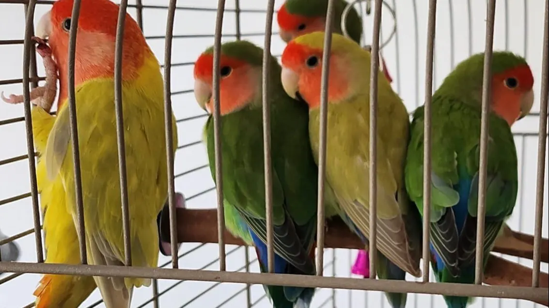 Man geeft papegaaien weg aan kinderen op schoolplein in Houten