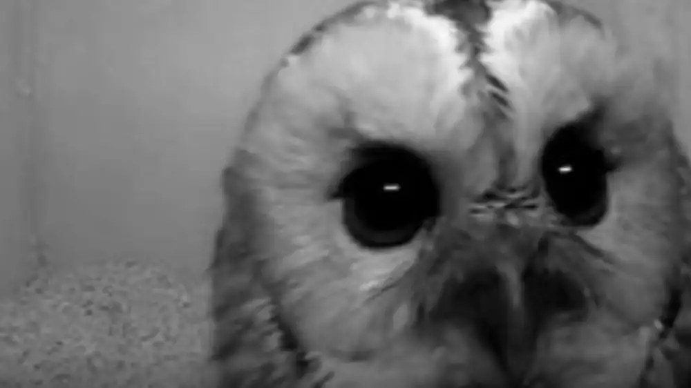 Love is in the air: 'Lovebirds' weer te volgen via webcams