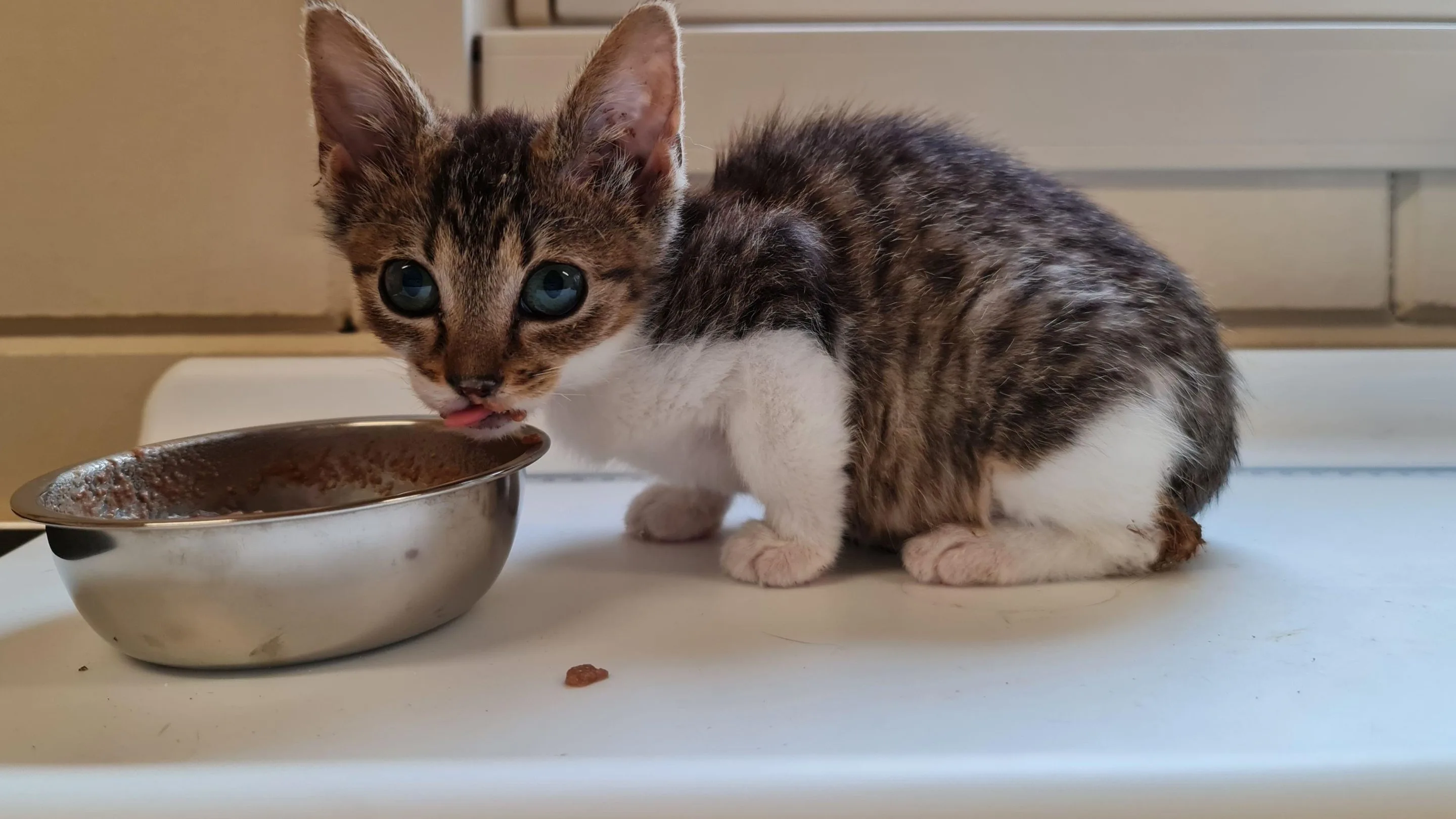 Dierenbescherming vraagt aandacht voor duizenden gedumpte kittens