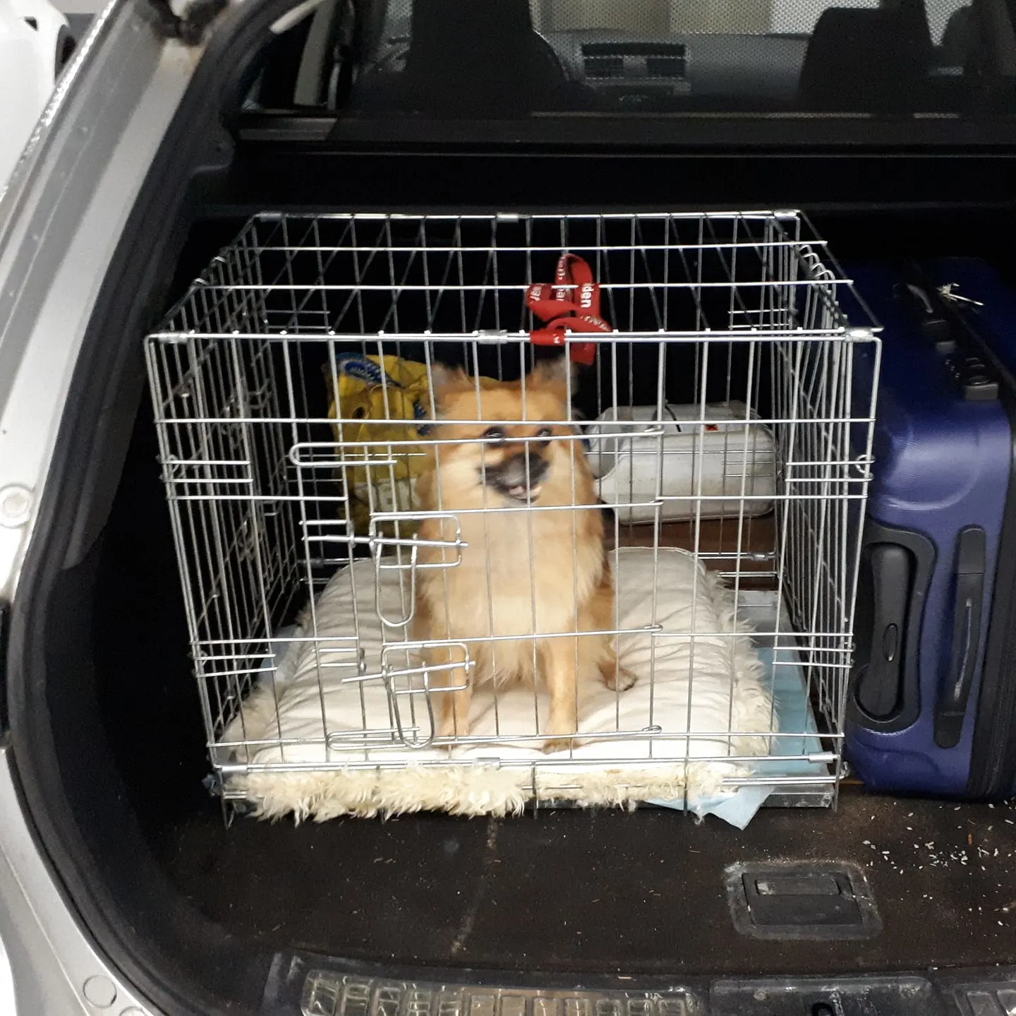 Hondje gered uit afgesloten kofferbak, baasje was 'even weg'