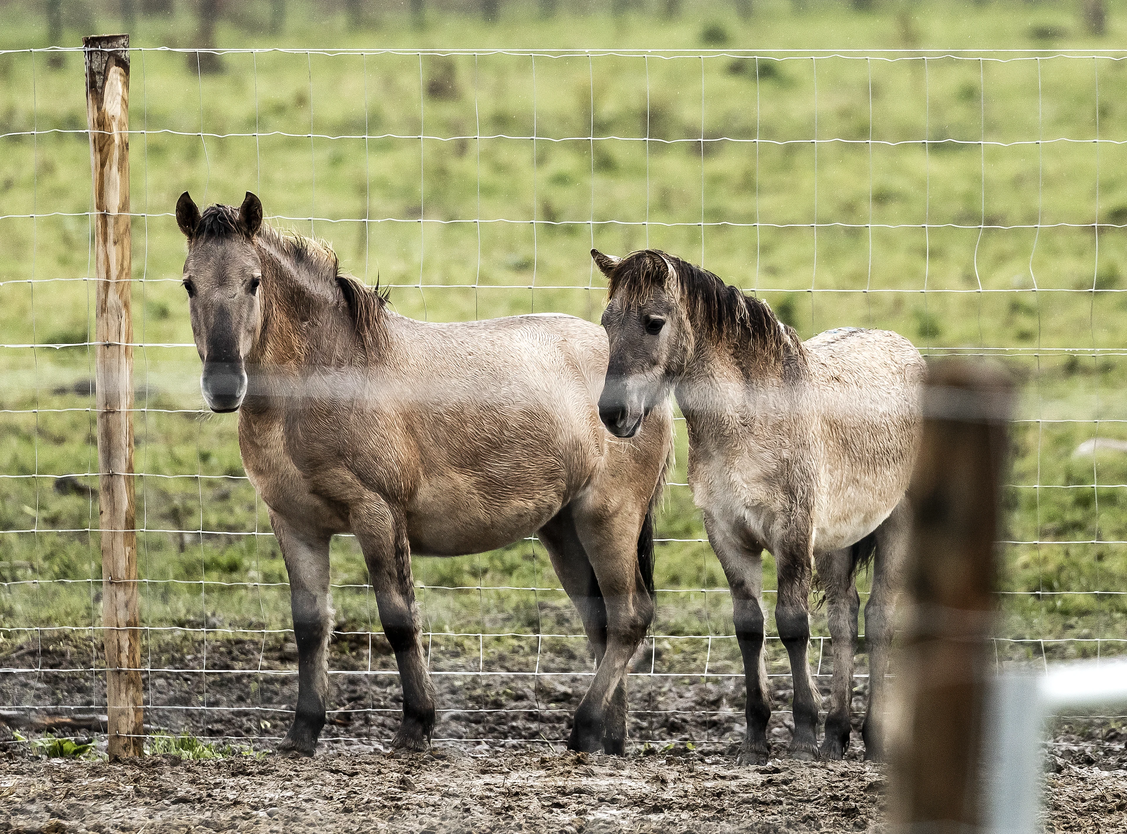 Staatsbosbeheer mag doorgaan met slachten van paarden in Oostvaardersplassen