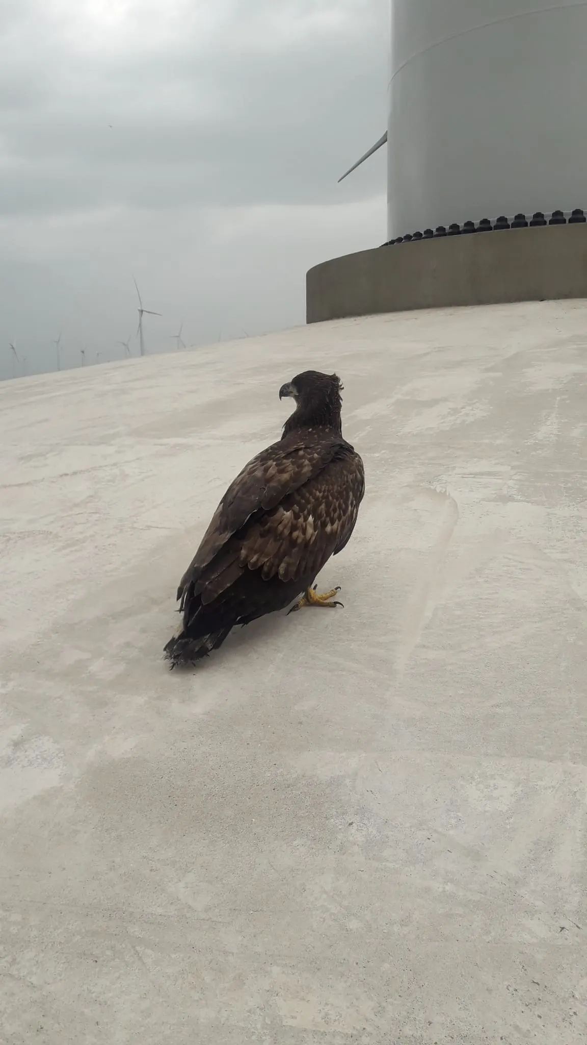Verzwakte buizerd blijkt zeearend met 'giga klauwen'